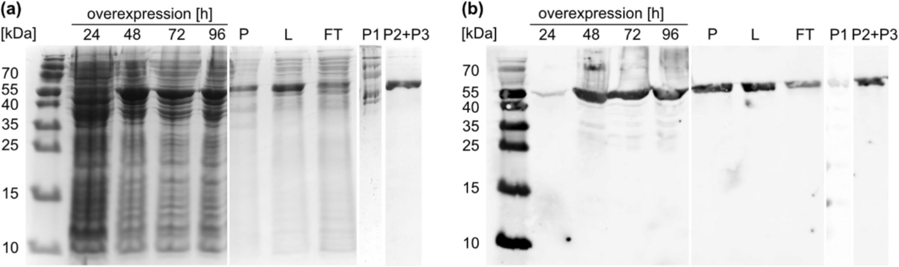 The CYP152-family P450 enzyme CypC of  converts non-natural substrates in plasma-driven biocatalysis