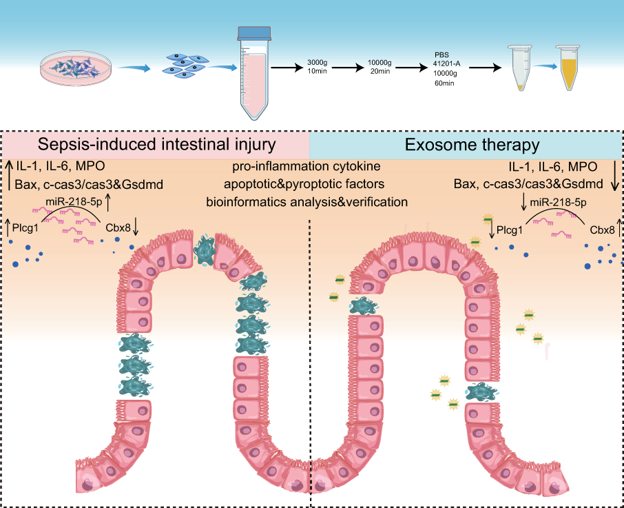 Identification and Analysis of the Protective Role of Exosomes Derived from Umbilical Cord Mesenchymal Stem Cells in Sepsis-induced Intestinal Injury by Bioinformatics and Experimental Verification