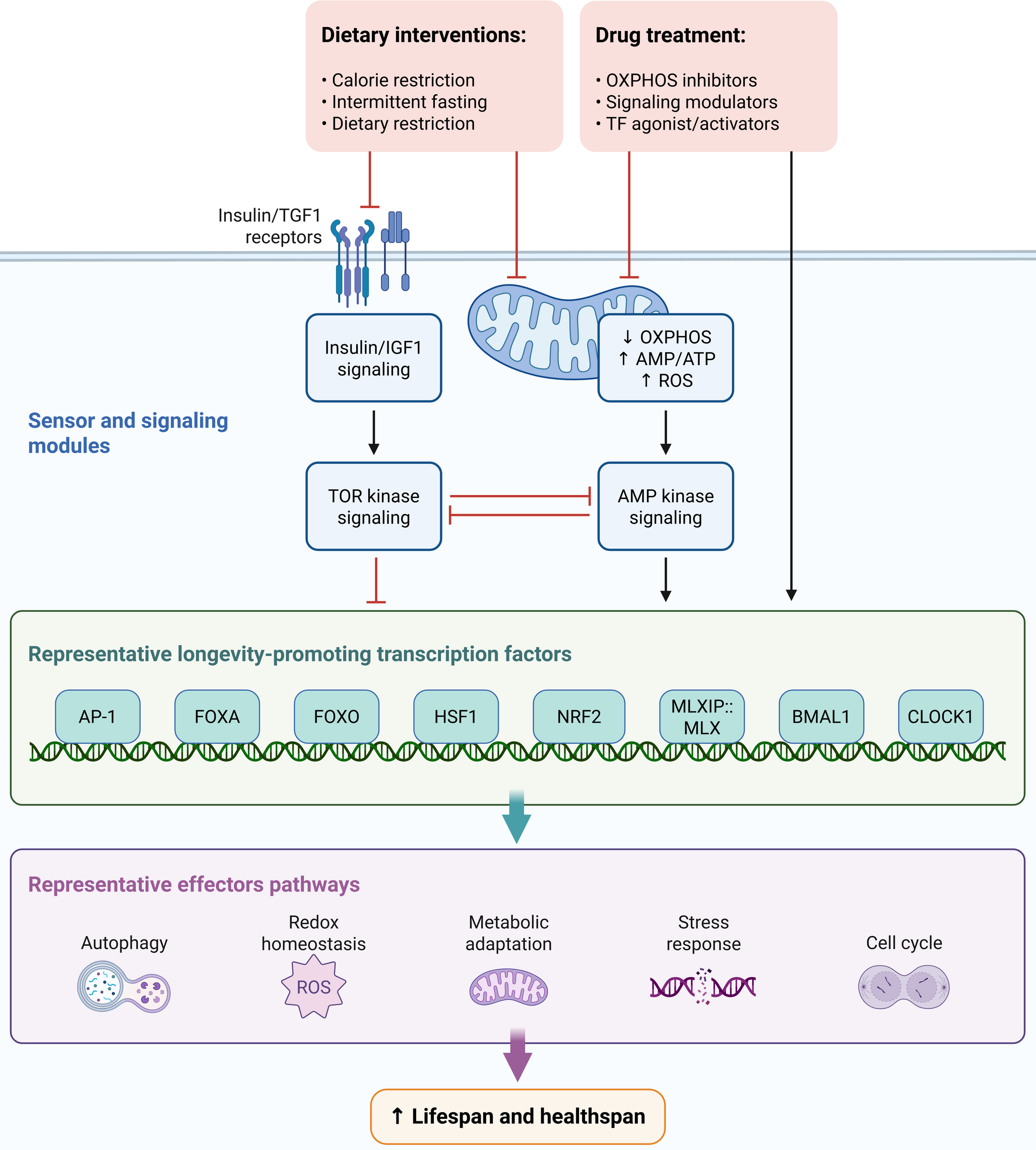 Unlocking the Secrets of Nature: Phytochemicals as Key Players in Longevity and Healthy Aging