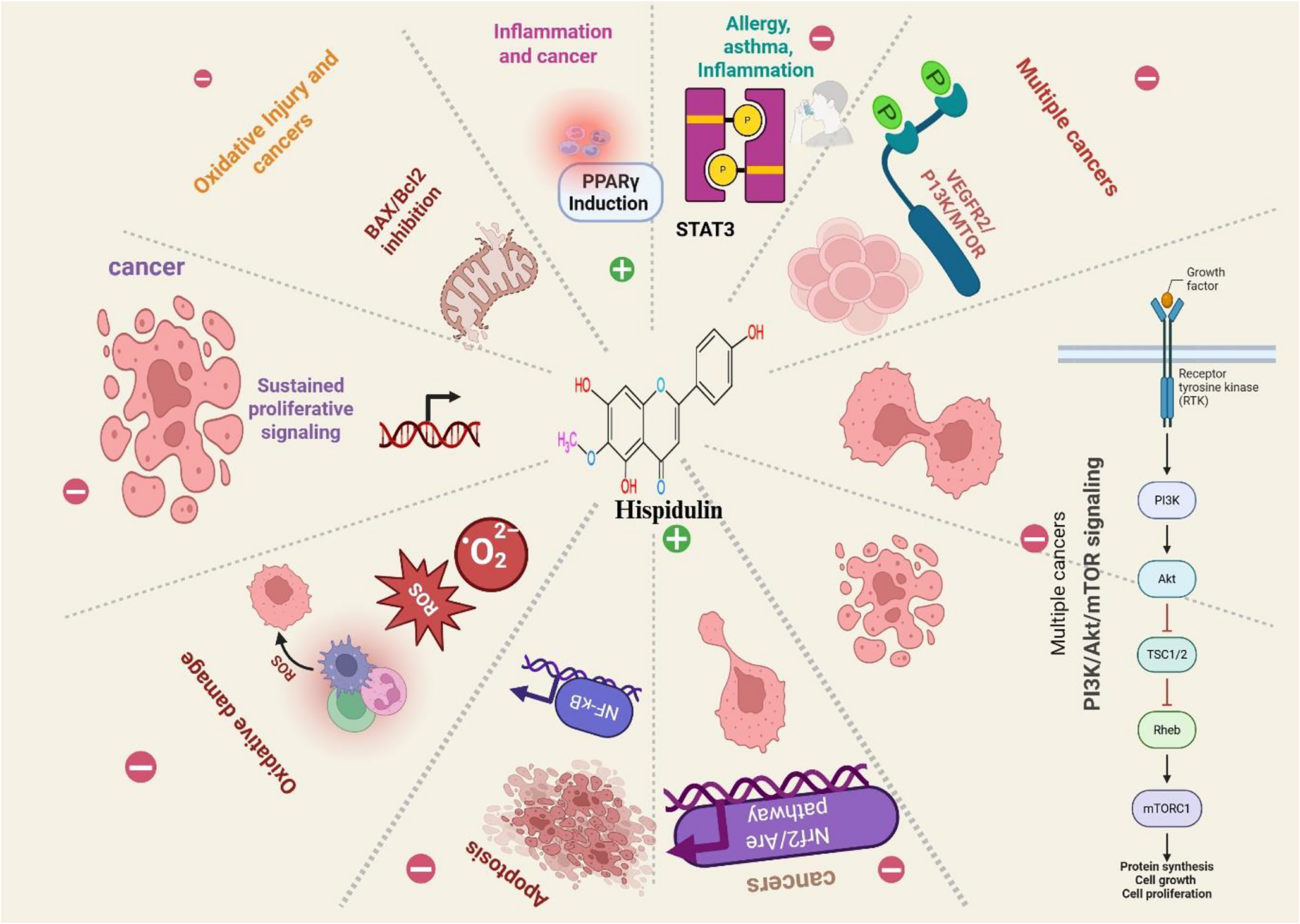 The Pharmacological Spectrum of Hispidulin: A Thorough Systematic Review and Meta-analysis