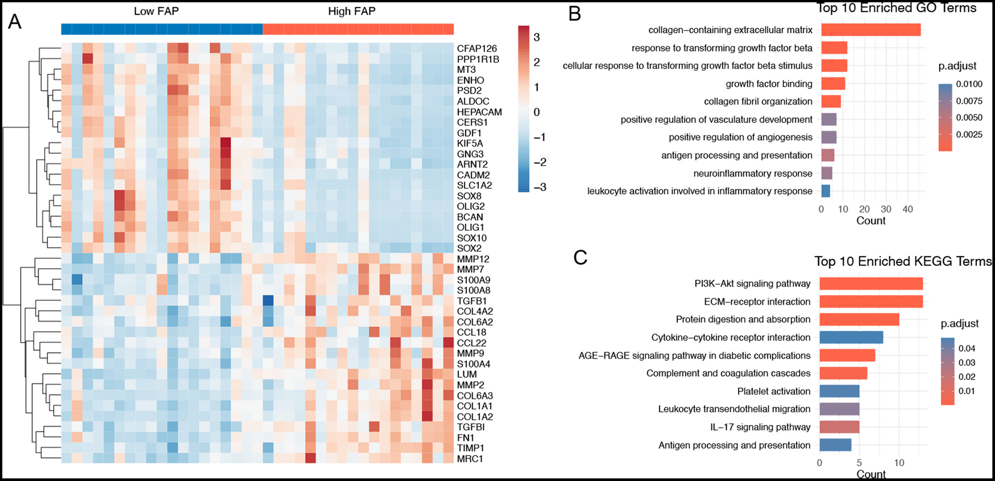FAP as a prognostic biomarker and radiomics-based predictor of angiogenesis-associated recurrence in Adamantinomatous craniopharyngioma