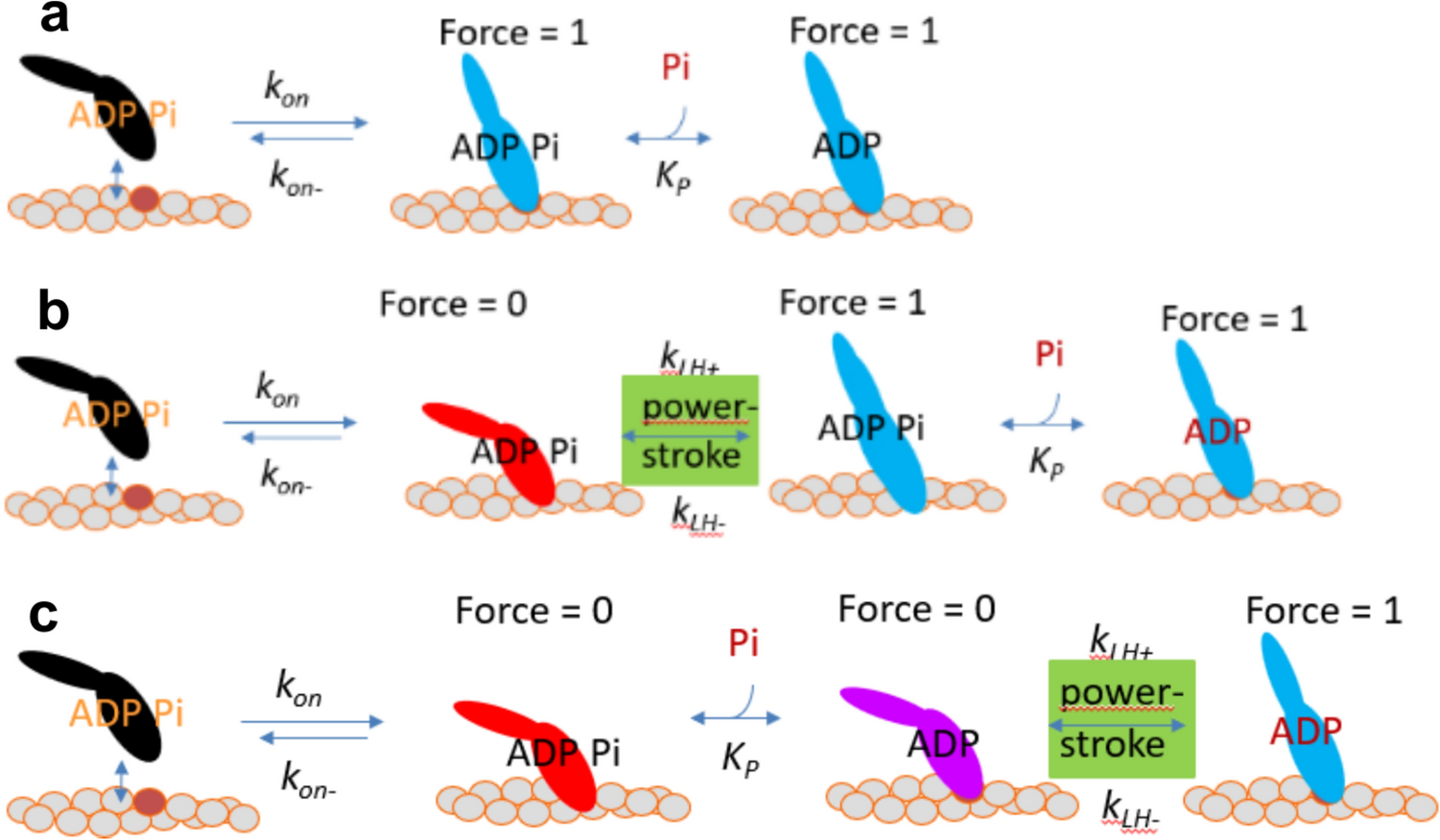 Theoretical treatment of tension transients in muscle following sudden changes in orthophosphate concentration: implications for energy transduction