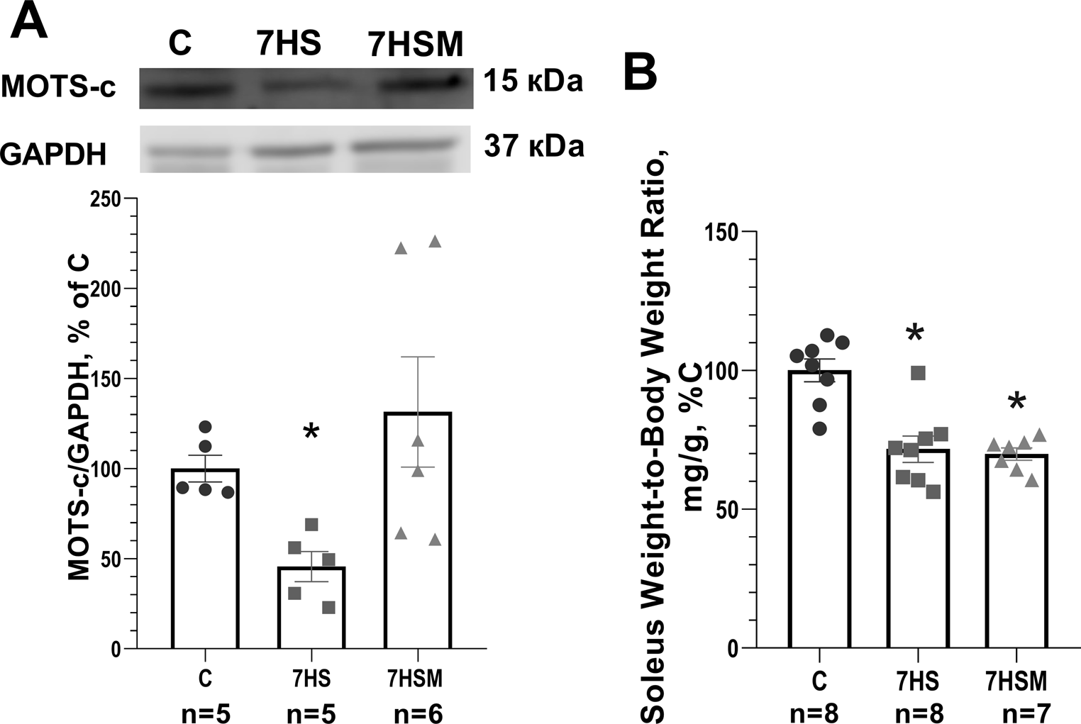 The impact of mitokine MOTS-c administration on the soleus muscle of rats subjected to a 7-day hindlimb suspension