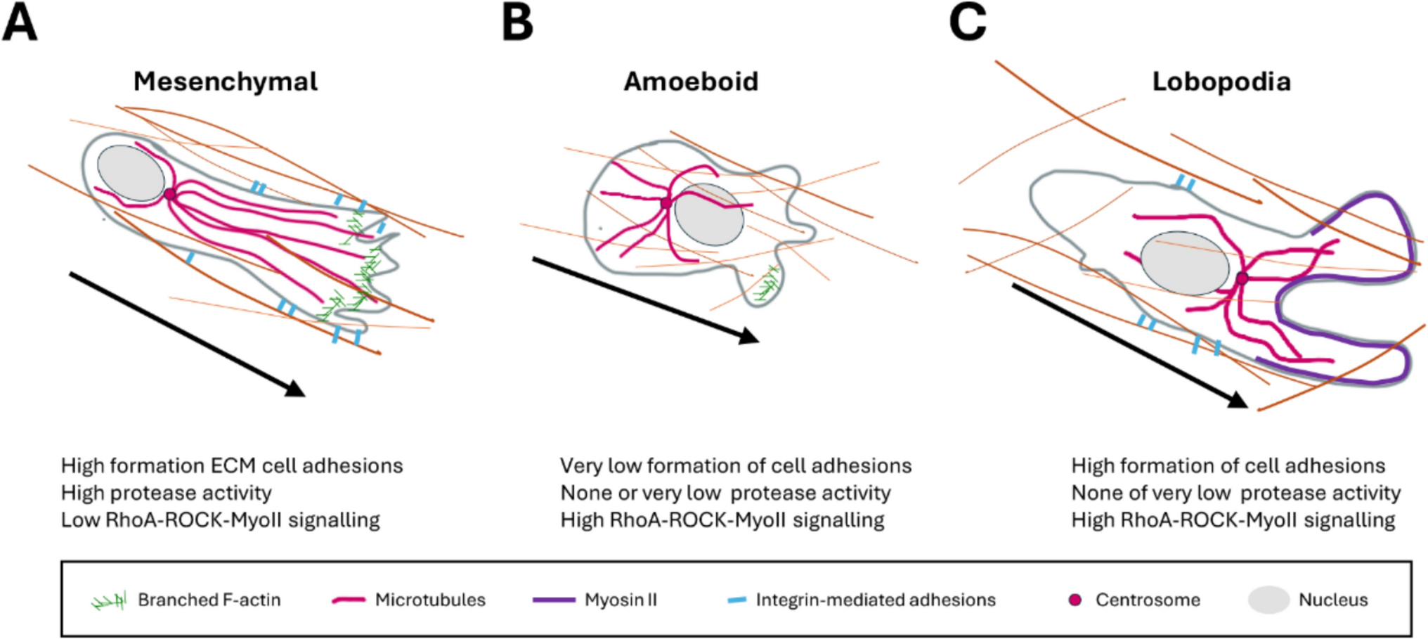 Plasticity in leukocyte migration during haematopoiesis and inflammation