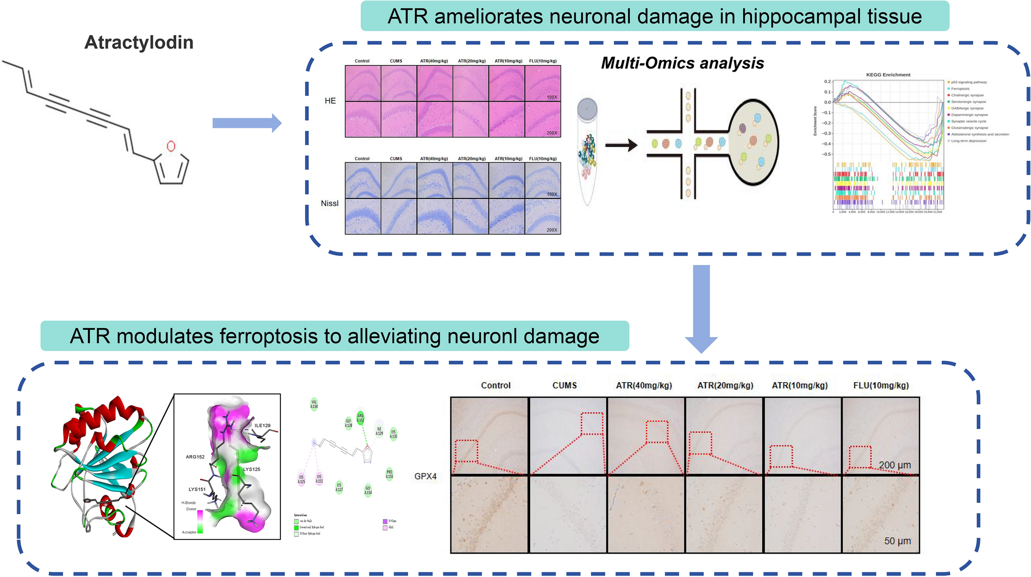 Multi-omics analysis reveals the mechanism of action of Atractylodin against depression