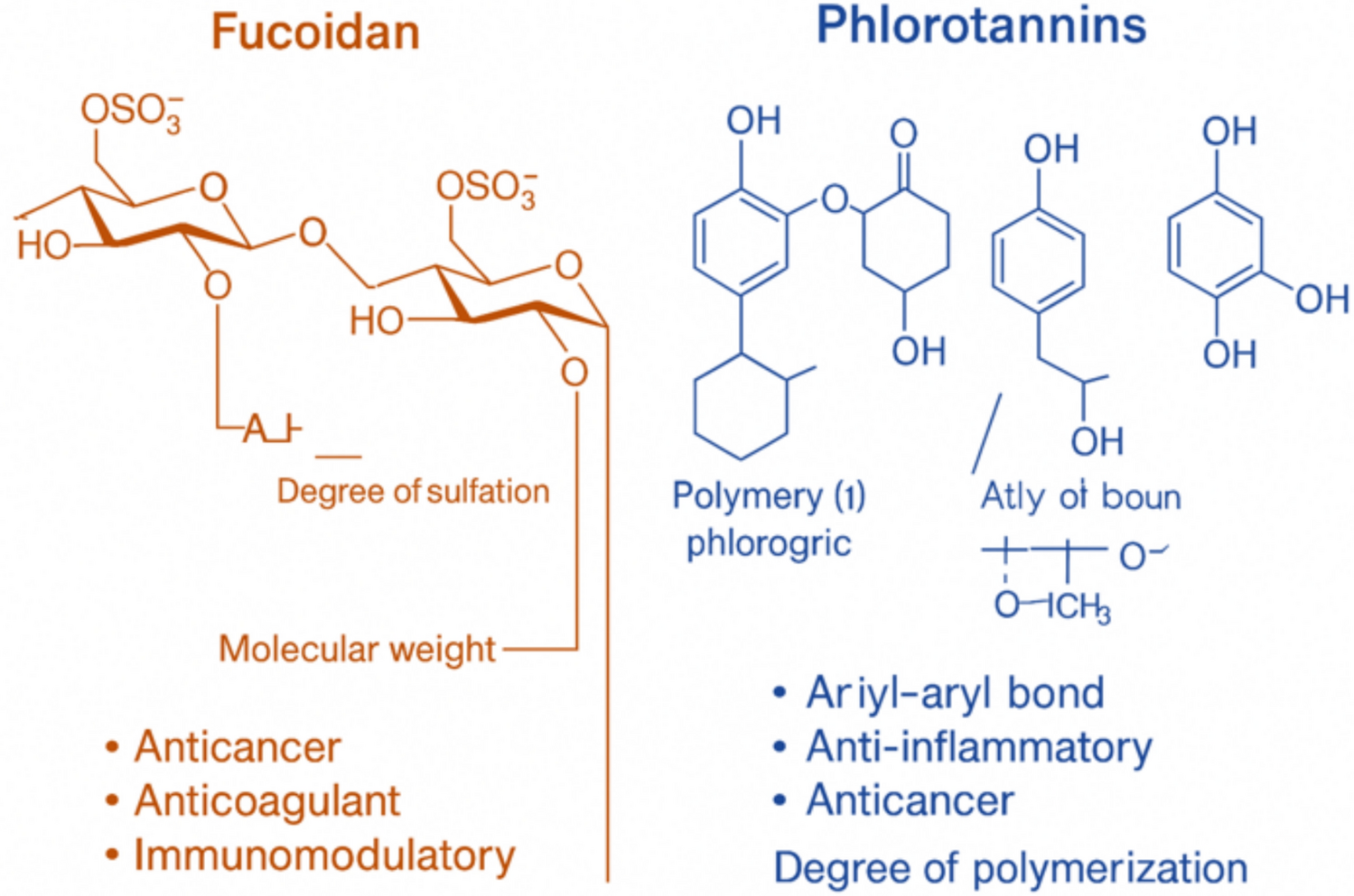 Bioactive compounds from marine algae in pancreatic cancer therapy: mechanistic insights into fucoidan and phlorotannins: a review