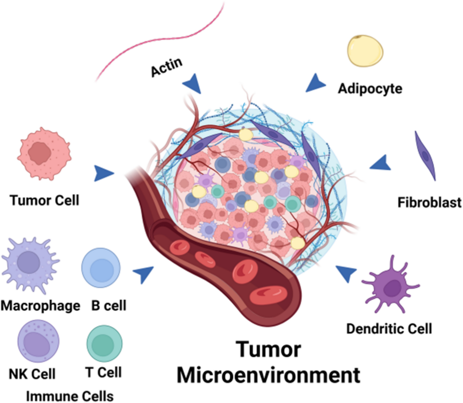 Tumor microenvironment response to neoadjuvant therapy in breast cancer: insights from single-cell and spatial omics