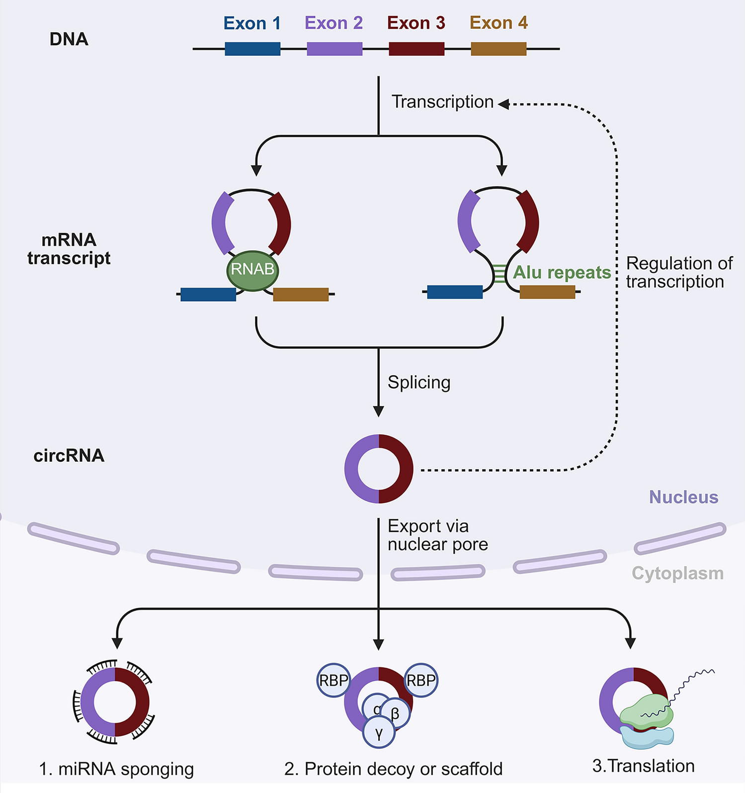 The diverse roles of circular RNAs in cholangiocarcinoma
