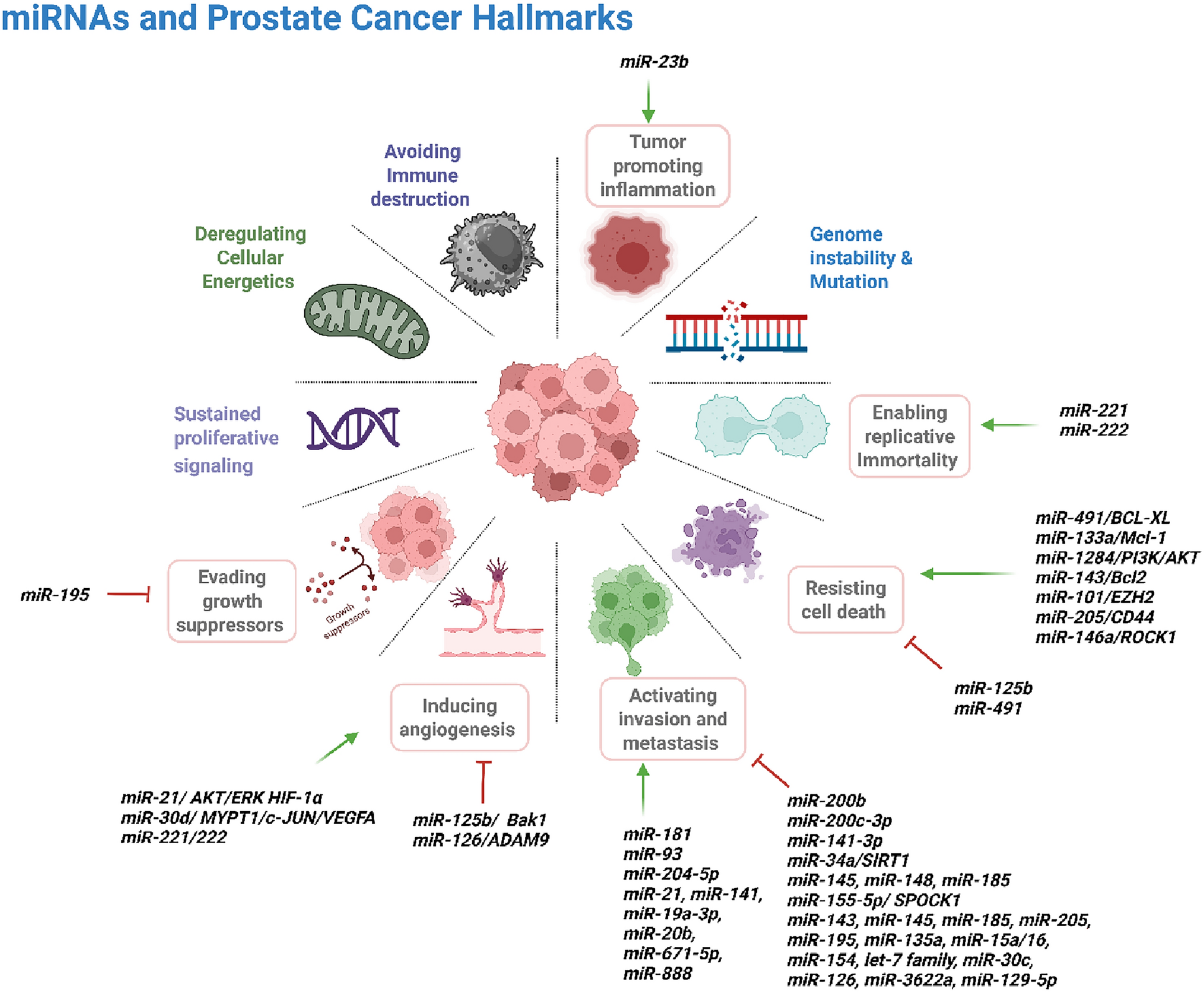 miRNA-mediated resistance mechanisms in prostate cancer: implications for targeted therapy and metastatic progression