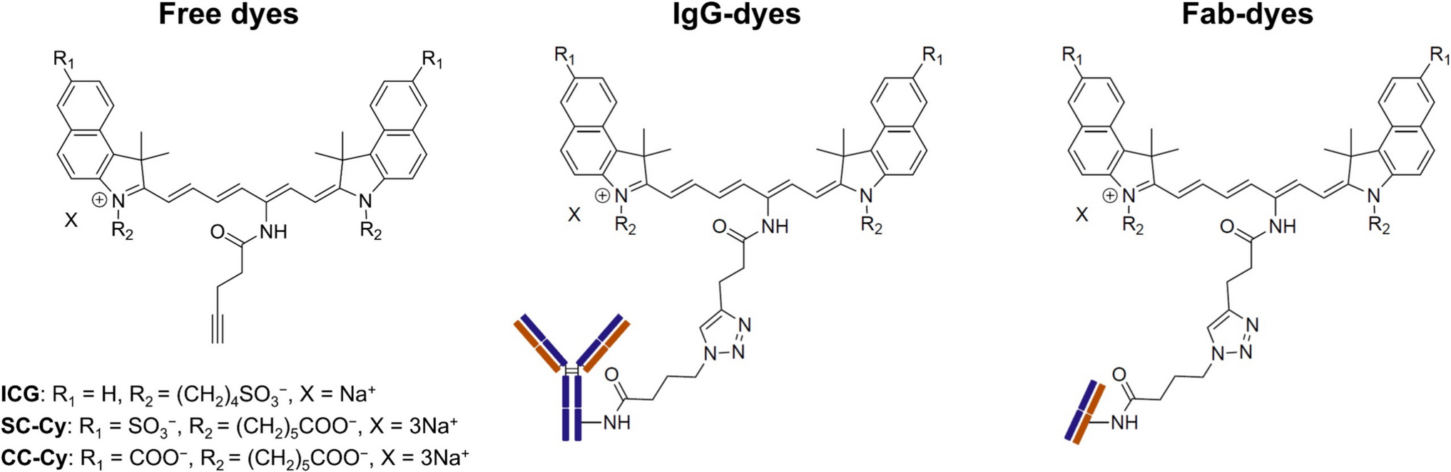 Evaluation of Indocyanine Green Derivatives with Sulfonic Acid and Carboxylic Acid Groups at the Benzoindolenine Moiety for Antibody-Based Tumor Imaging