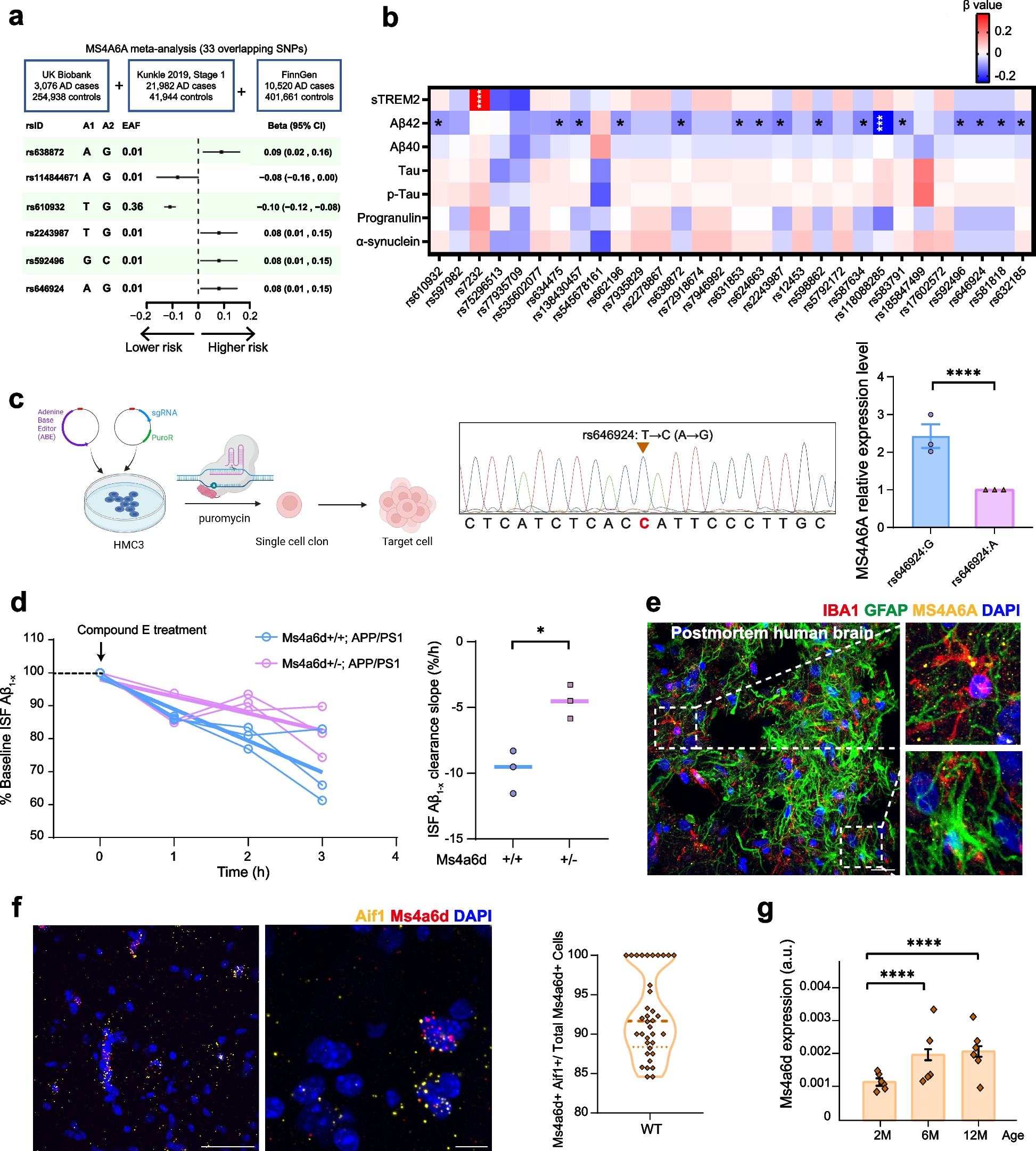 MS4A6A/Ms4a6d deficiency disrupts neuroprotective microglia functions and promotes inflammation in Alzheimer’s disease model