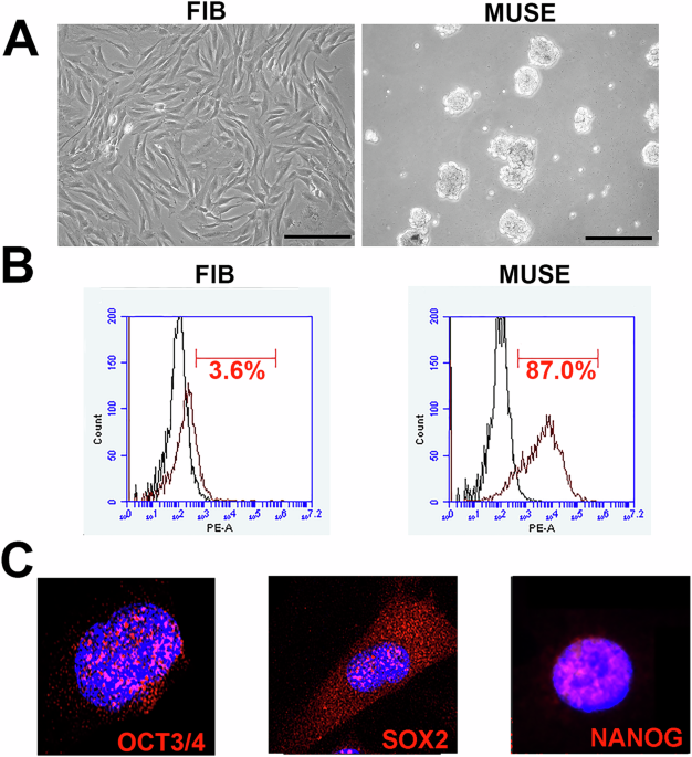 Lineage specification into GABAergic, glutamatergic, dopaminergic, and astrocytic phenotypes using MUSE stem cells: a novel approach for modeling neurodegenerative and psychiatric disorders