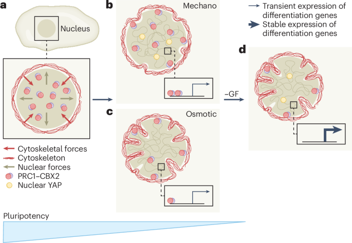 Forcing cell fate