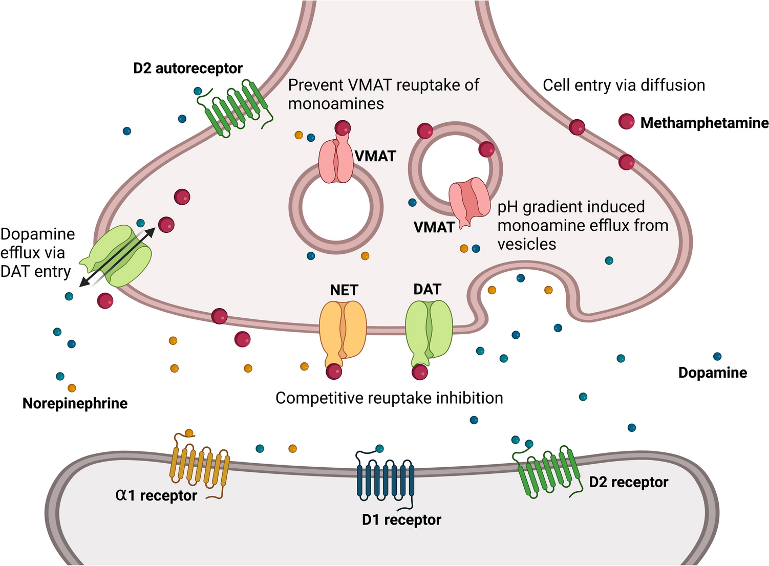 Methamphetamine Pharmacotherapy: A Need to Re-focus on the Complex Neurobiological Changes that Occur Both During and After Methamphetamine Use Disorder