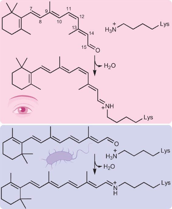 Harnessing light the retinal way