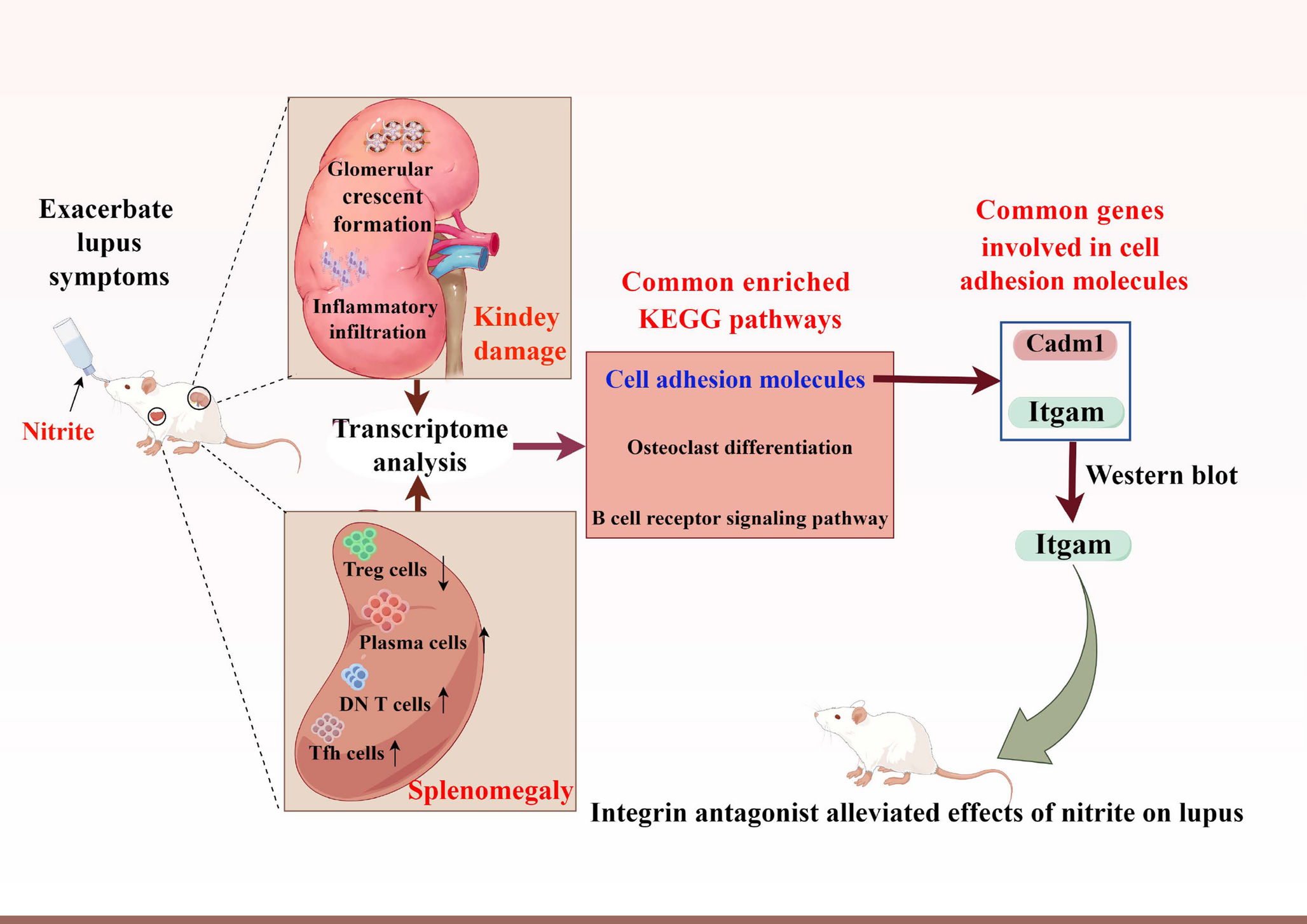 Exposure to Dietary Nitrite Exacerbates Lupus in MRL/lpr Mice by Enhancing Integrin Alpha M