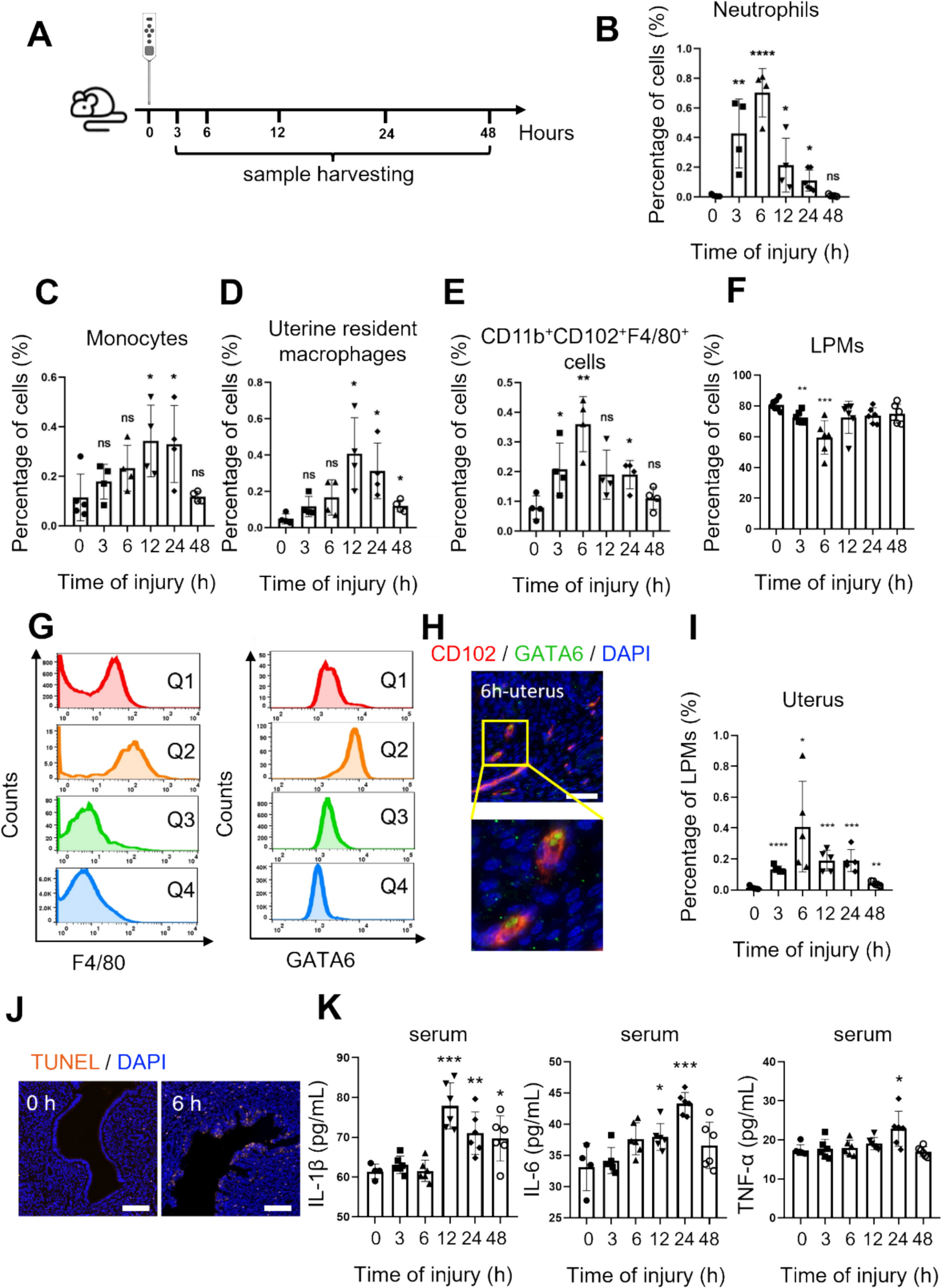 Large Peritoneal Macrophages Promote the Resolution of Inflammation in Injured Endometrium