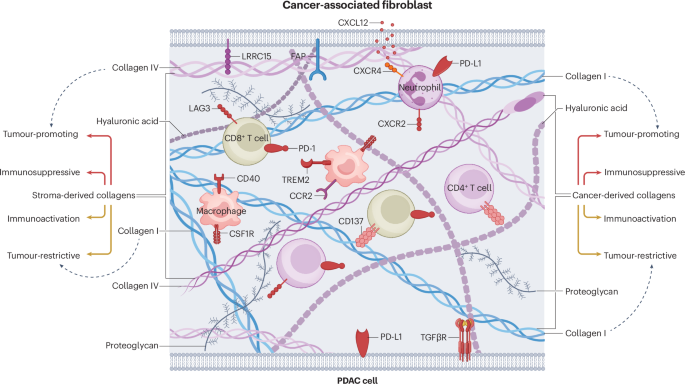The tumour microenvironment in pancreatic cancer — new clinical challenges, but more opportunities