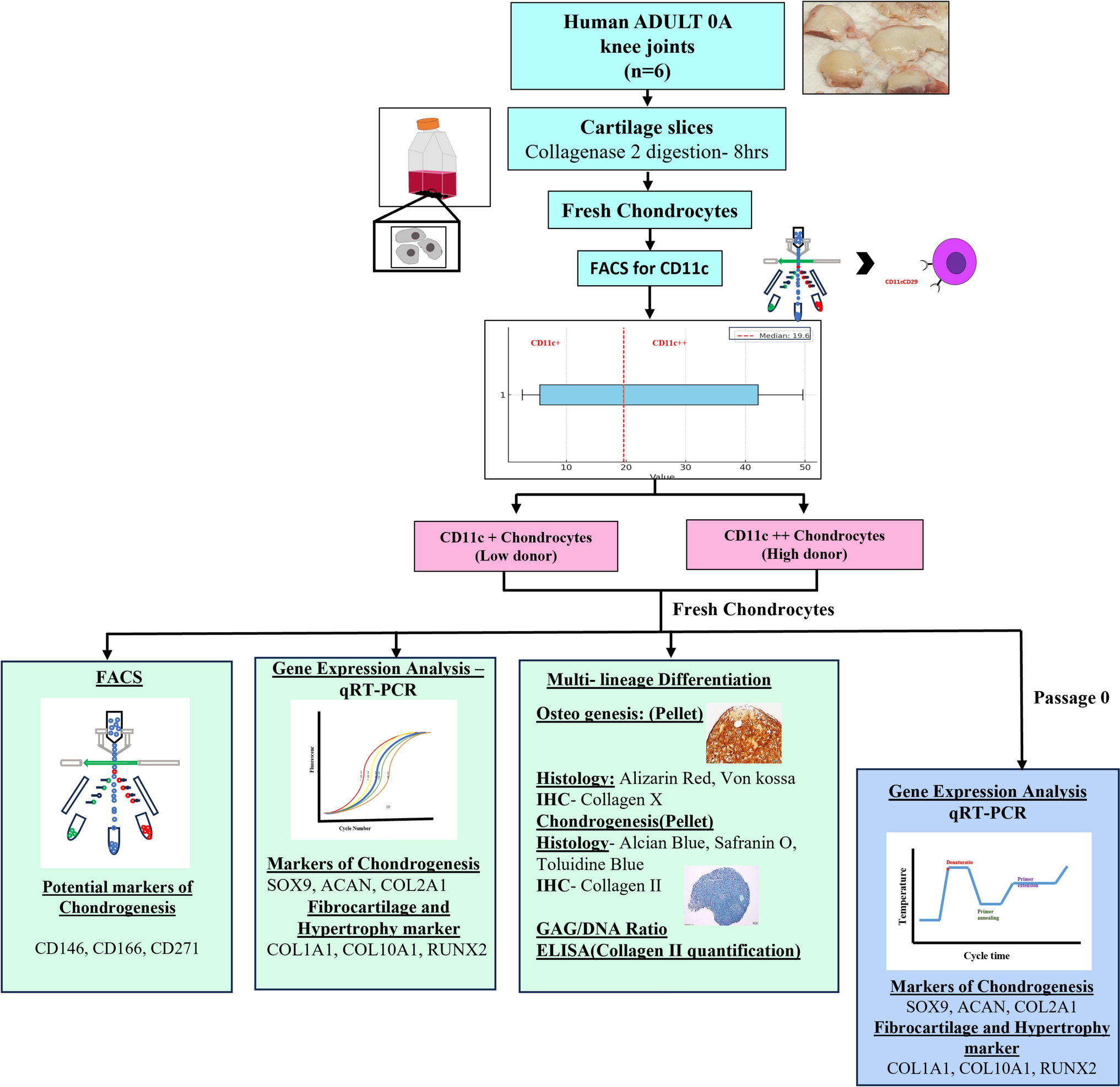 Assessing the Potential of CD11c as a Biomarker for Identifying Ideal Donors in Hyaline Cartilage Repair
