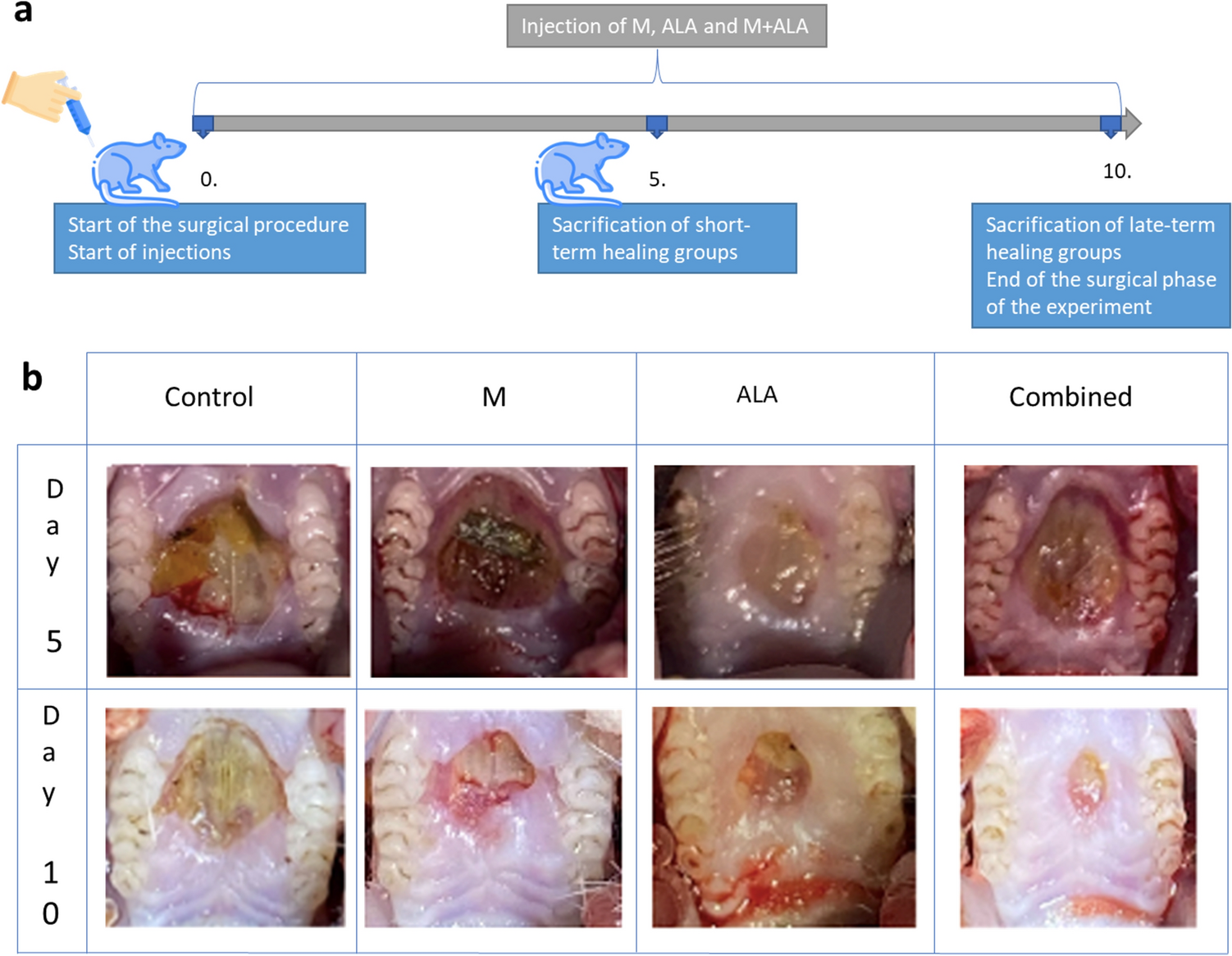 Combined treatment of melatonin and alpha-lipoic acid facilitates wound healing in rat palate: A macroscopic, histological, and immunohistochemical study