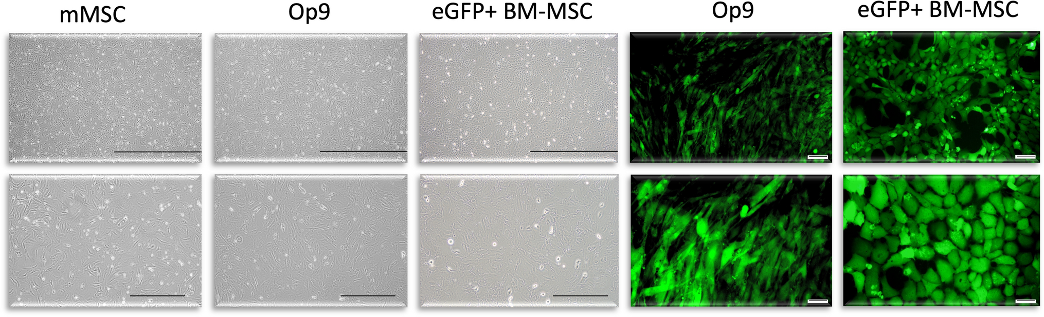 Development of optimized differentiation media for murine bone marrow multipotent mesenchymal stromal cells