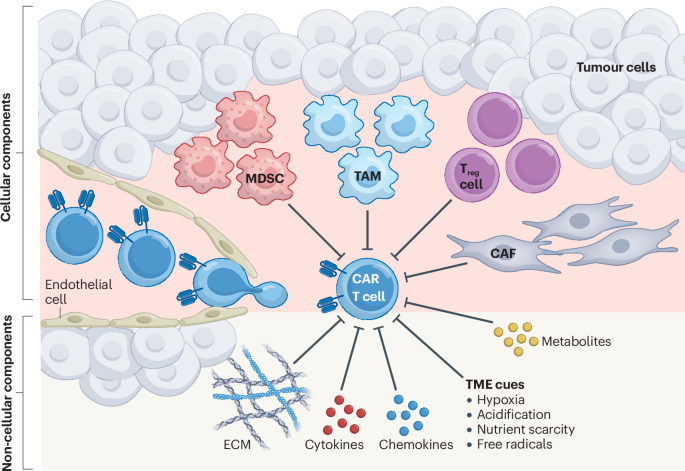 Microenvironmental regulation of solid tumour resistance to CAR T cell therapy