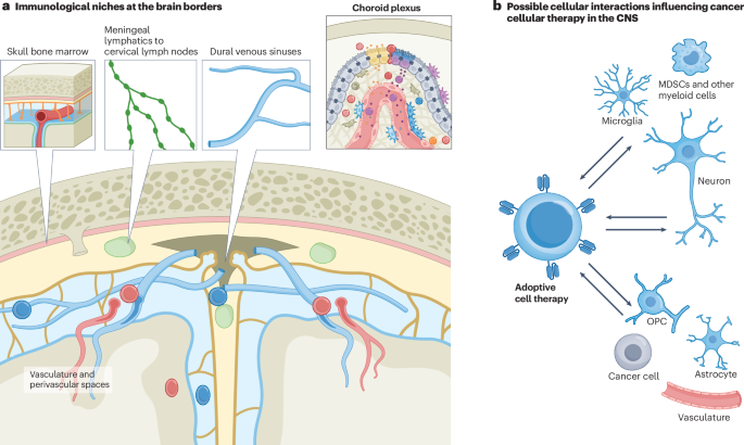 The promise of immunotherapy for central nervous system tumours