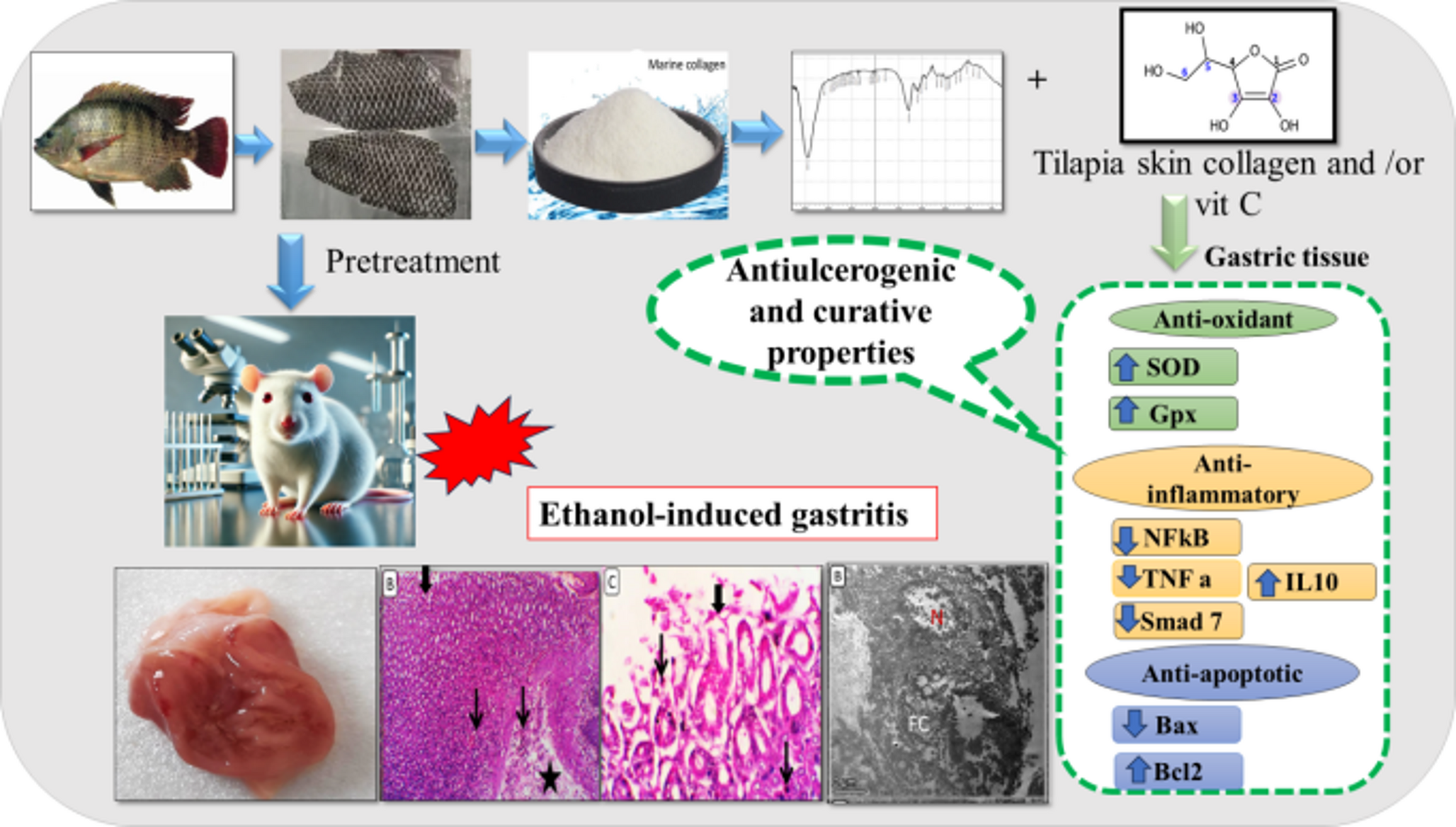 Amelioration of Ethanol-Induced Gastric Ulcer in Rats by Tilapia Skin Derived Collagen And/or Vitamin C: Implication of NFκB/TNFα and BAX/Bcl-2 Pathways