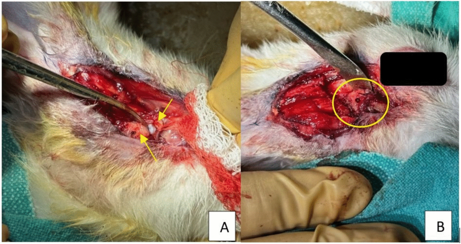 Comparative Efficacy of Autologous Blood and Dextrose Prolotherapy in the Management of Temporomandibular Joint Hypermobility: A Rabbit Model Study