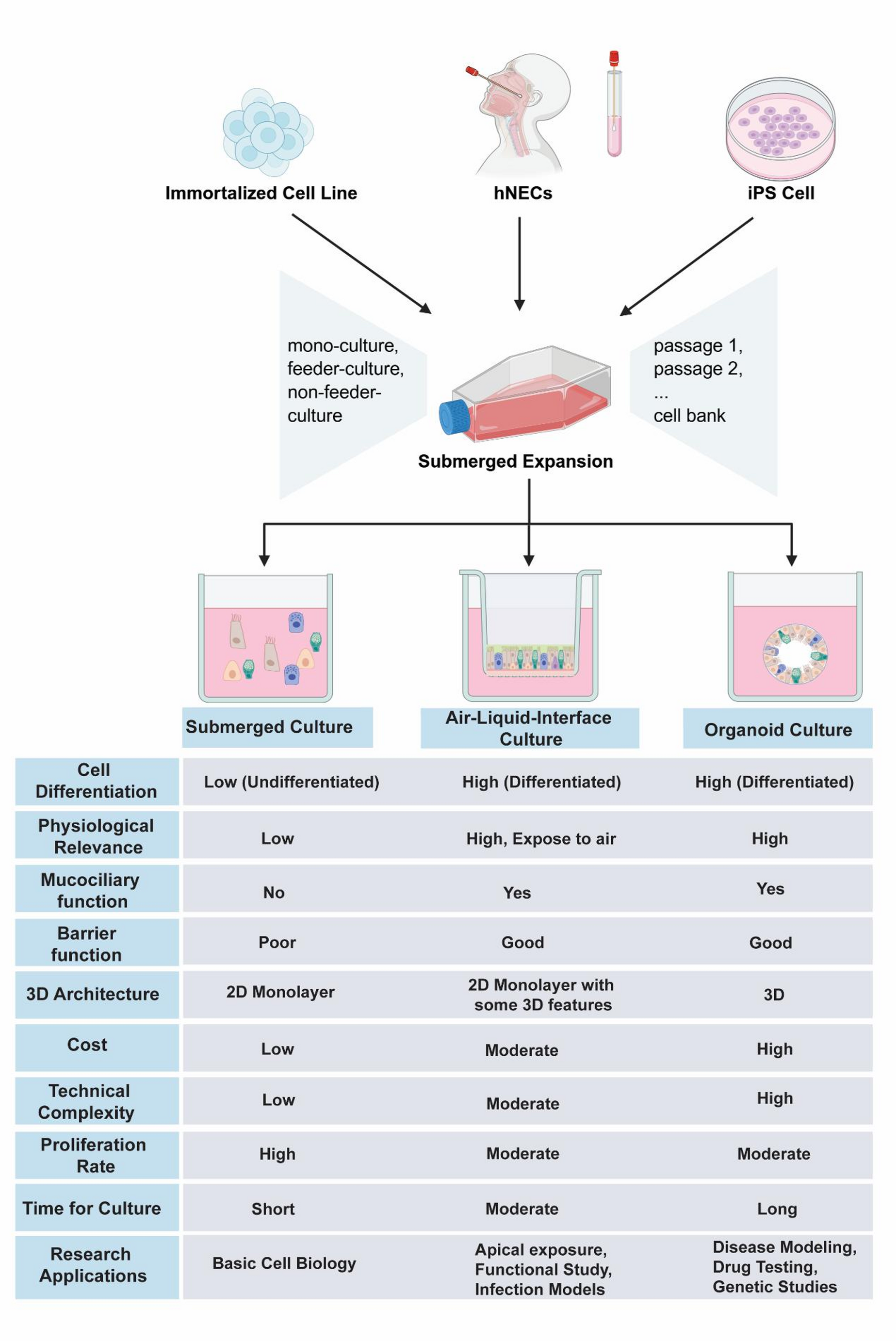 Organotypic Airway Models Derived from Primary Human Nasal Epithelial Cells