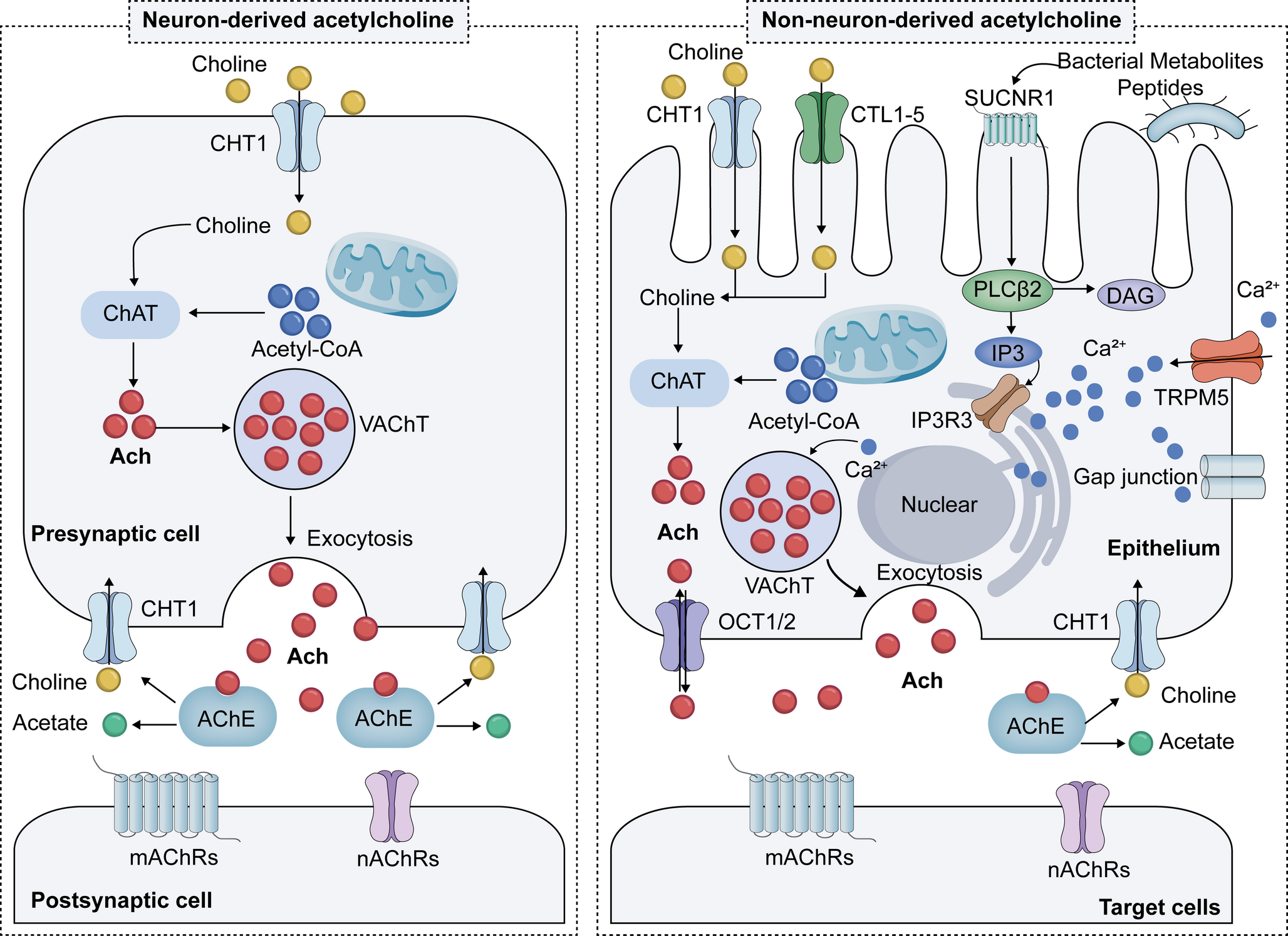 The Roles of Acetylcholine and Muscarinic Receptors in Allergic Rhinitis: Mechanisms, Clinical Insights and Future Directions