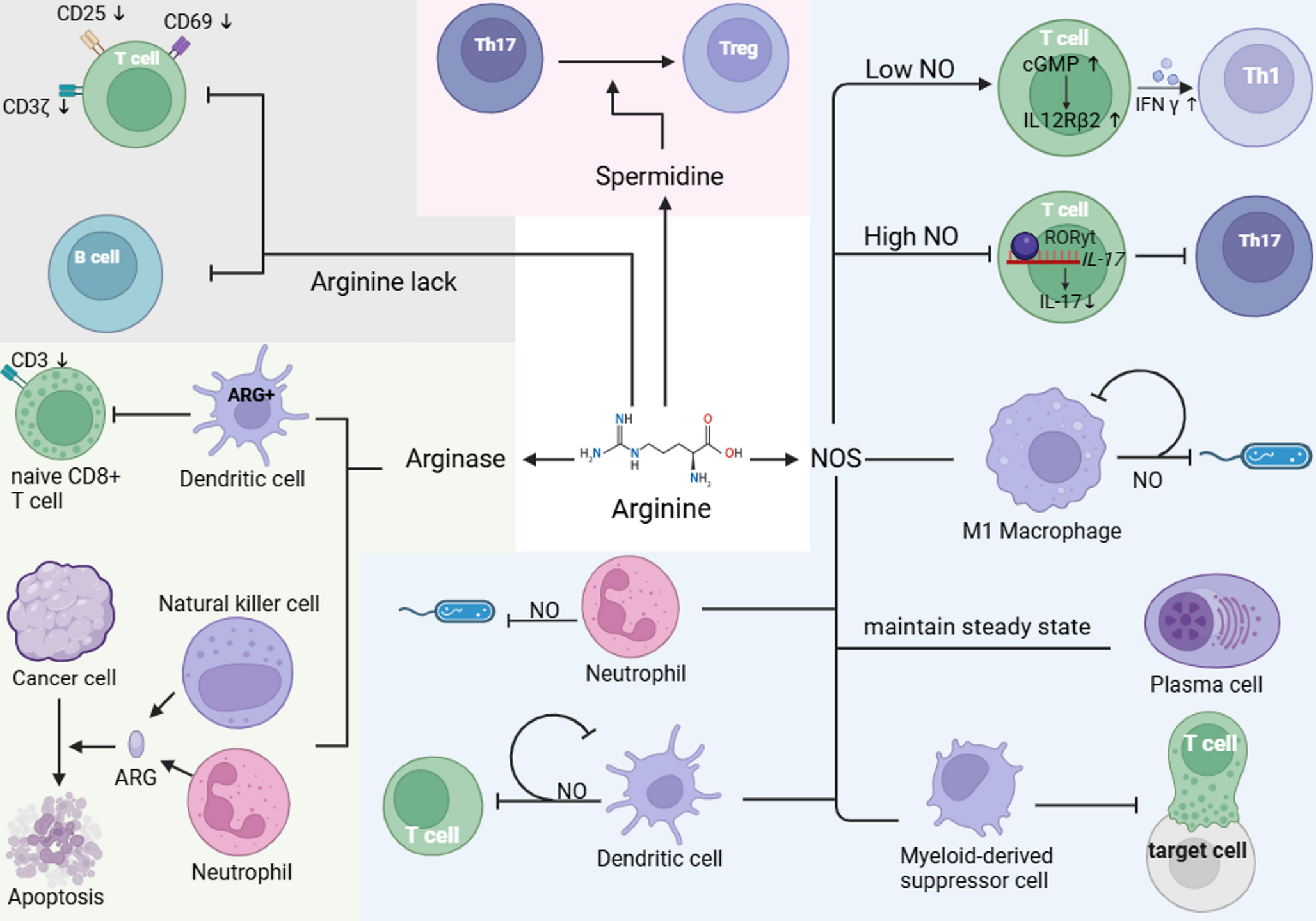 Targeting Arginine Metabolism in Immune Cells for the Treatment of Pulmonary Inflammatory Diseases