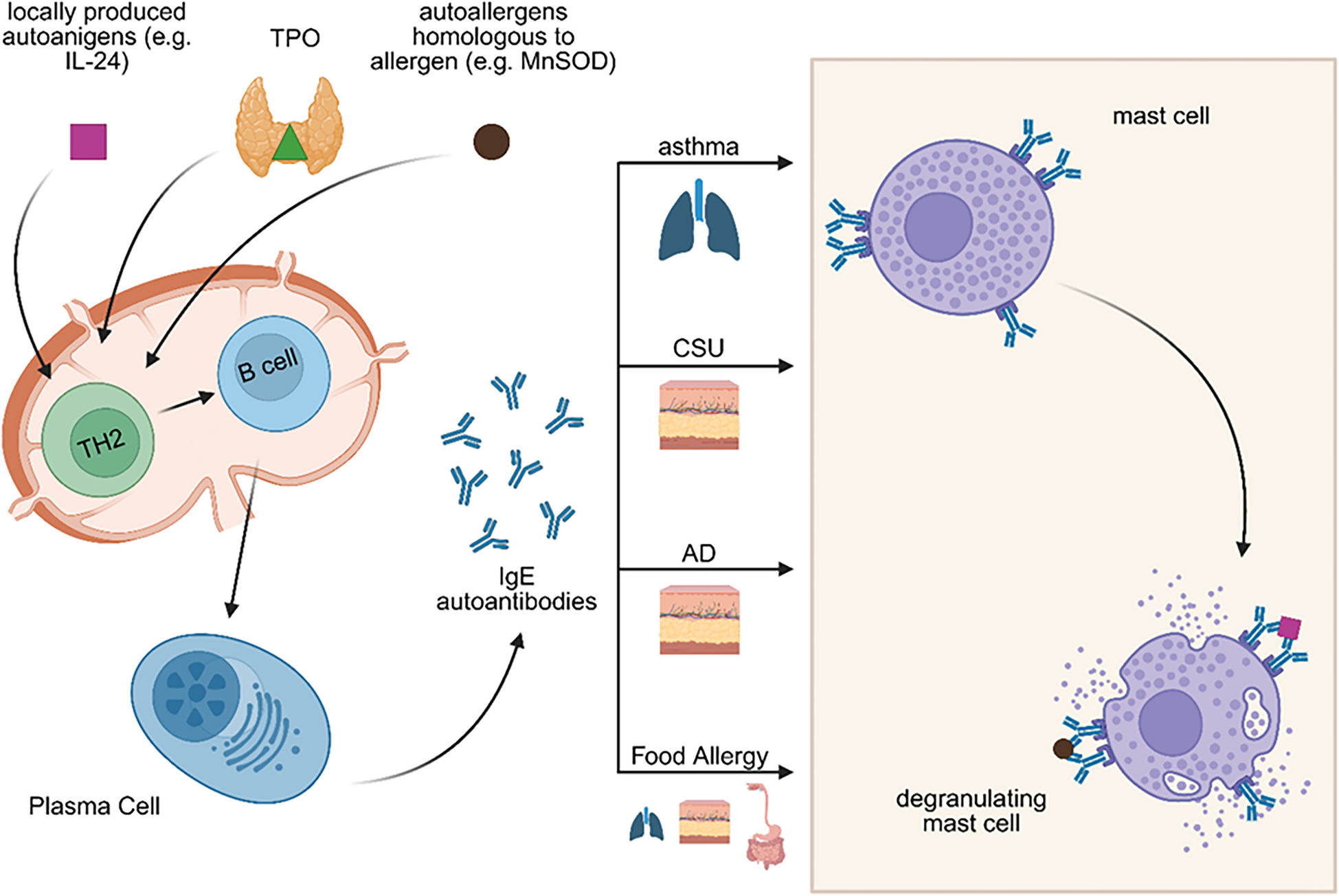 Autoallergy and what the Allergist Needs to know