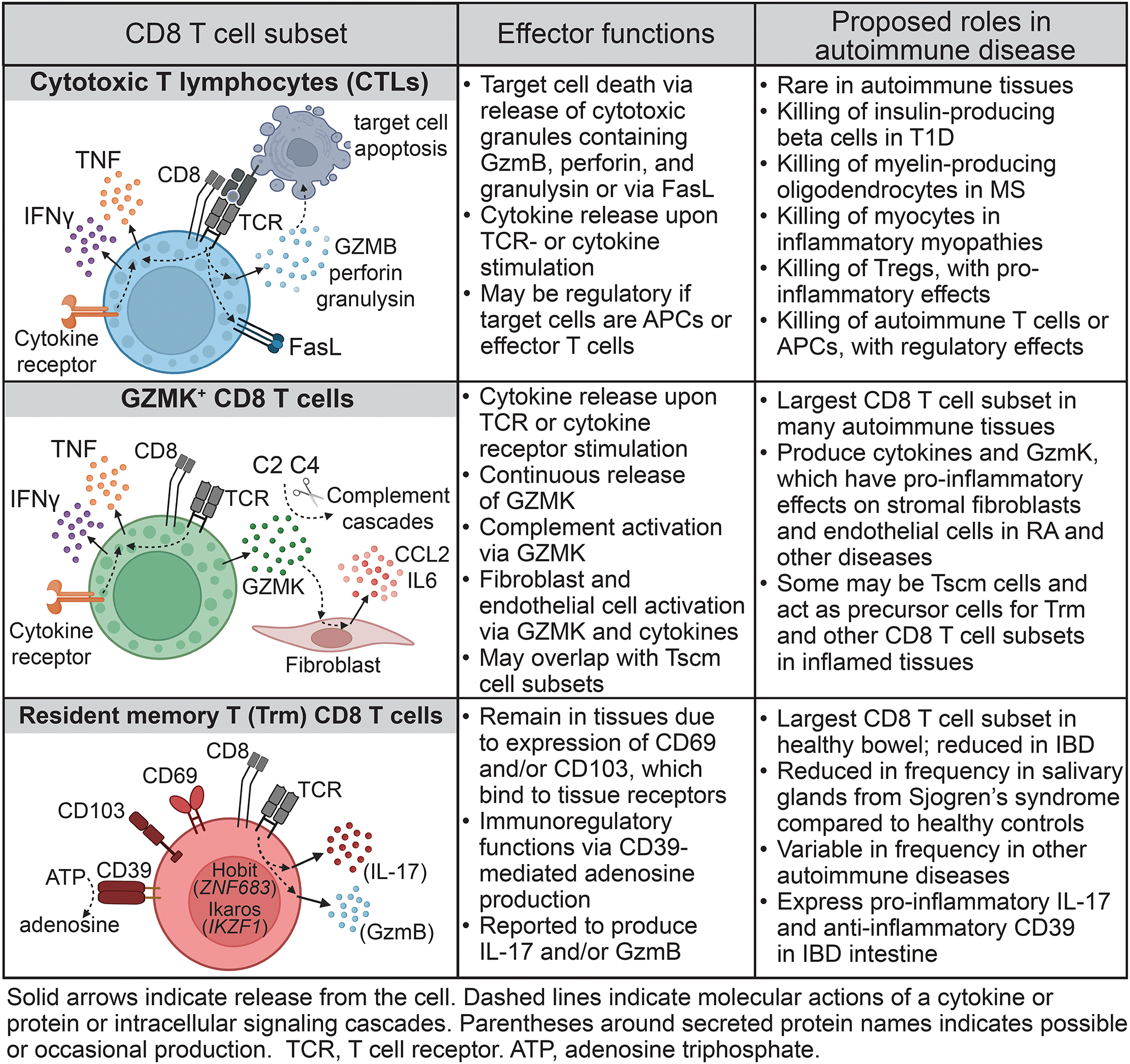 CD8 T Cells You Should Know about in Autoimmunity: Current Paradigms of T Cell Pathogenesis in Autoimmune Disease