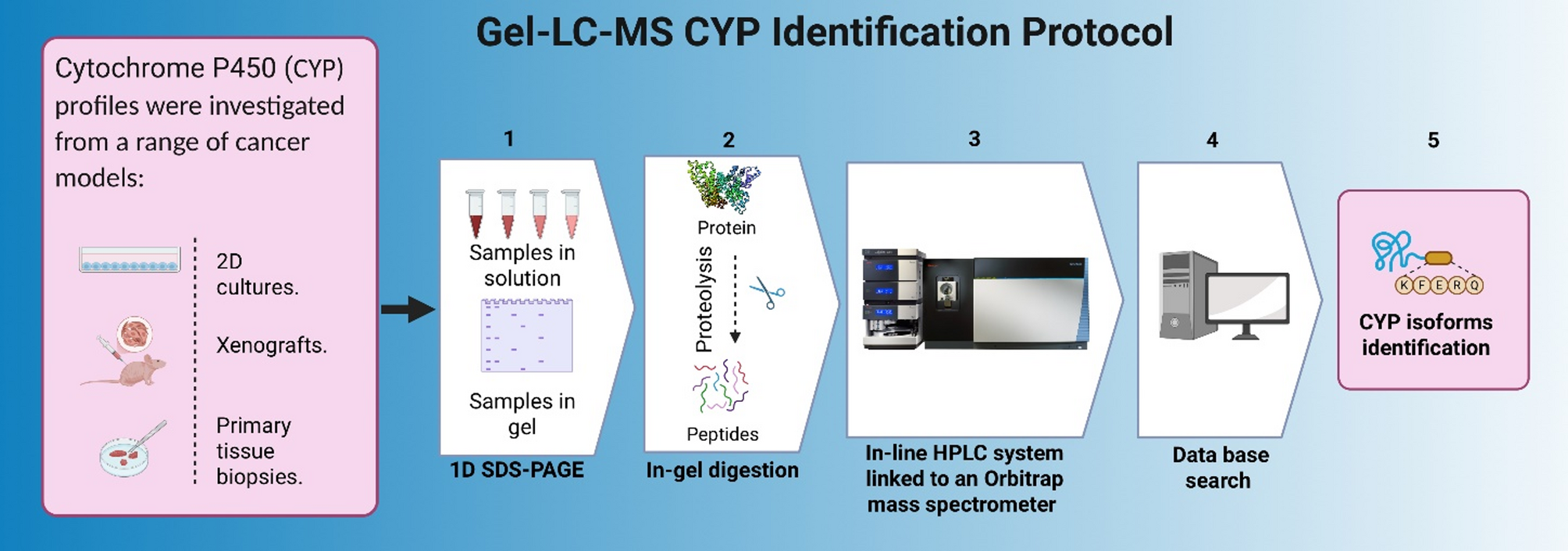 Comprehensive proteome profiling of cytochrome P450 isoforms in cancer models