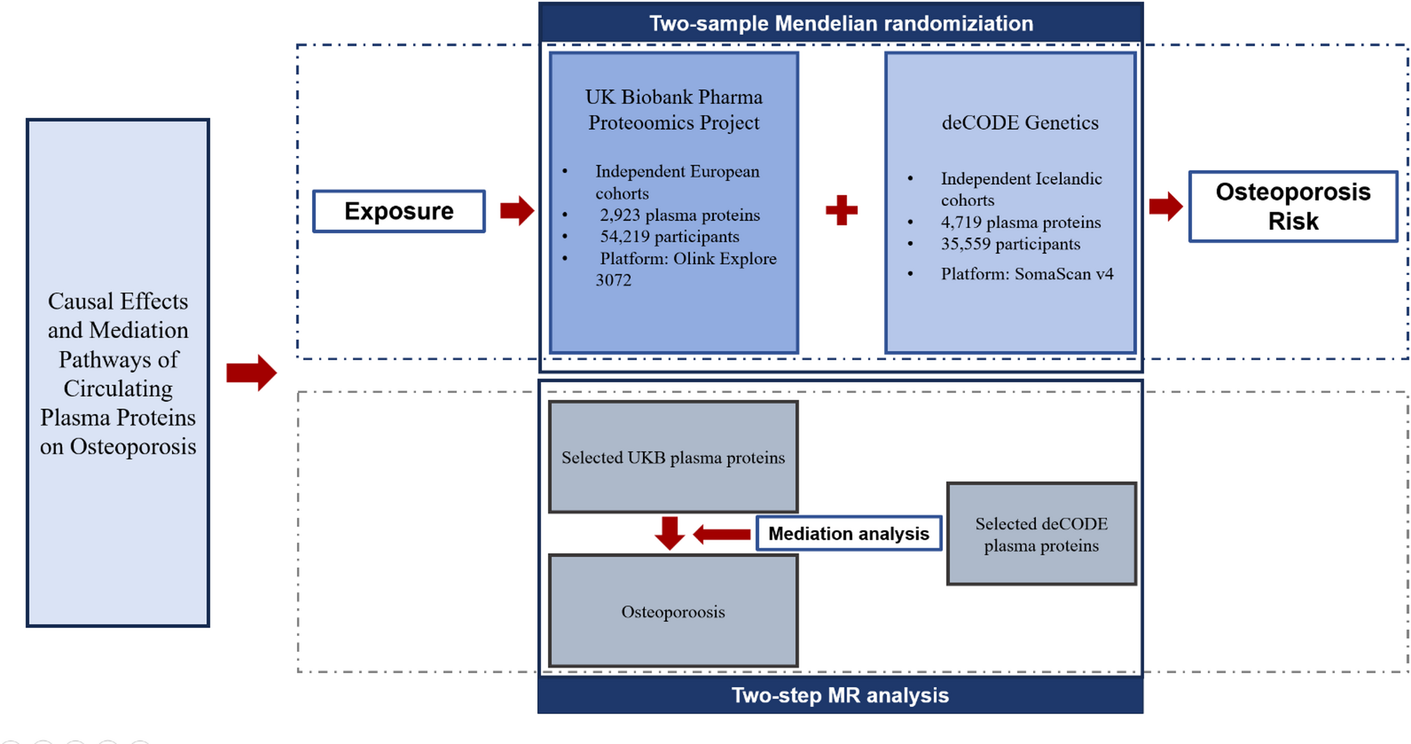 Causal effects and mediation pathways of circulating plasma proteins on osteoporosis: a two-sample and two-step Mendelian randomization study