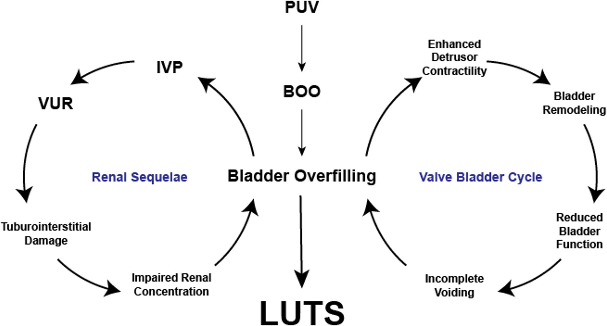 Lower Urinary Tract Symptoms in Patients with Congenital Genitourinary Anomalies