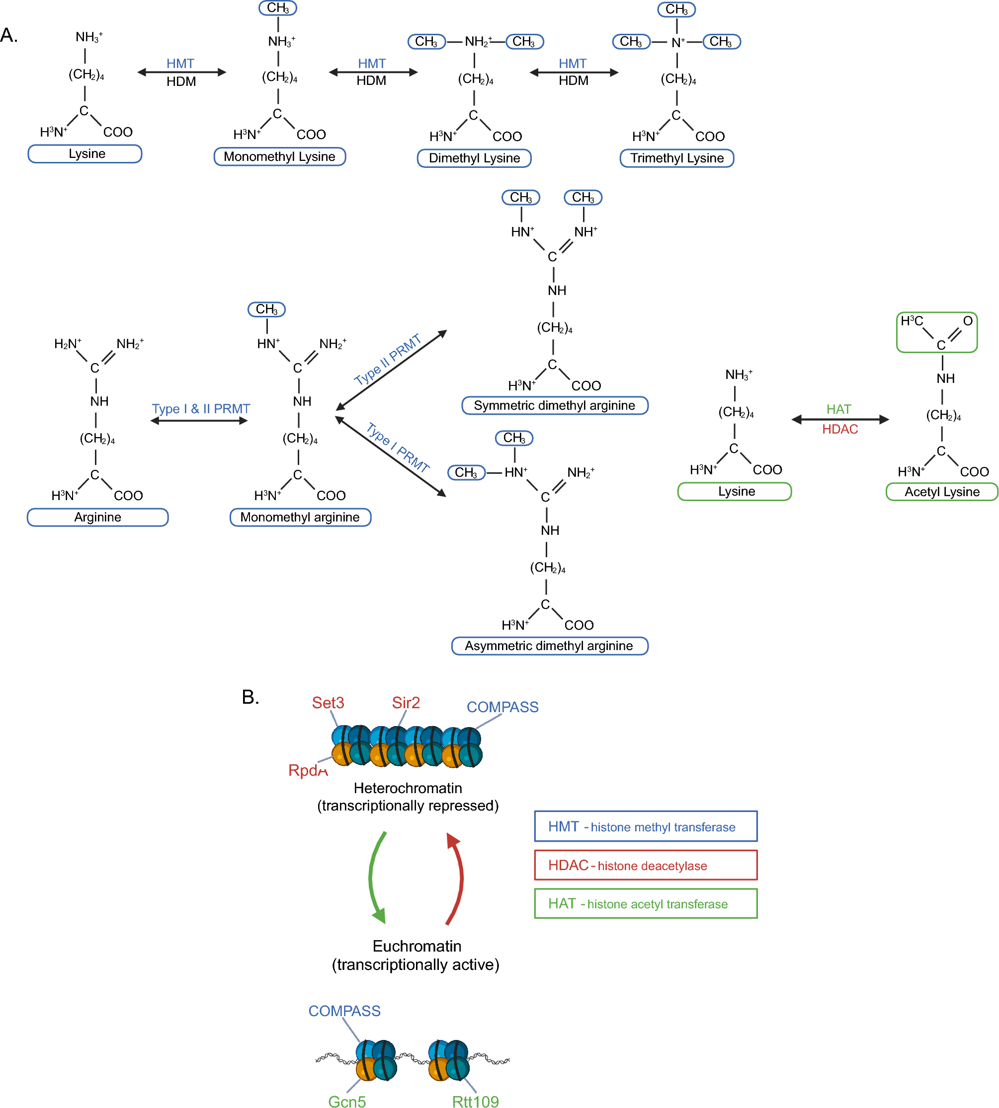 Epigenetic regulation of pathogenicity in fungi