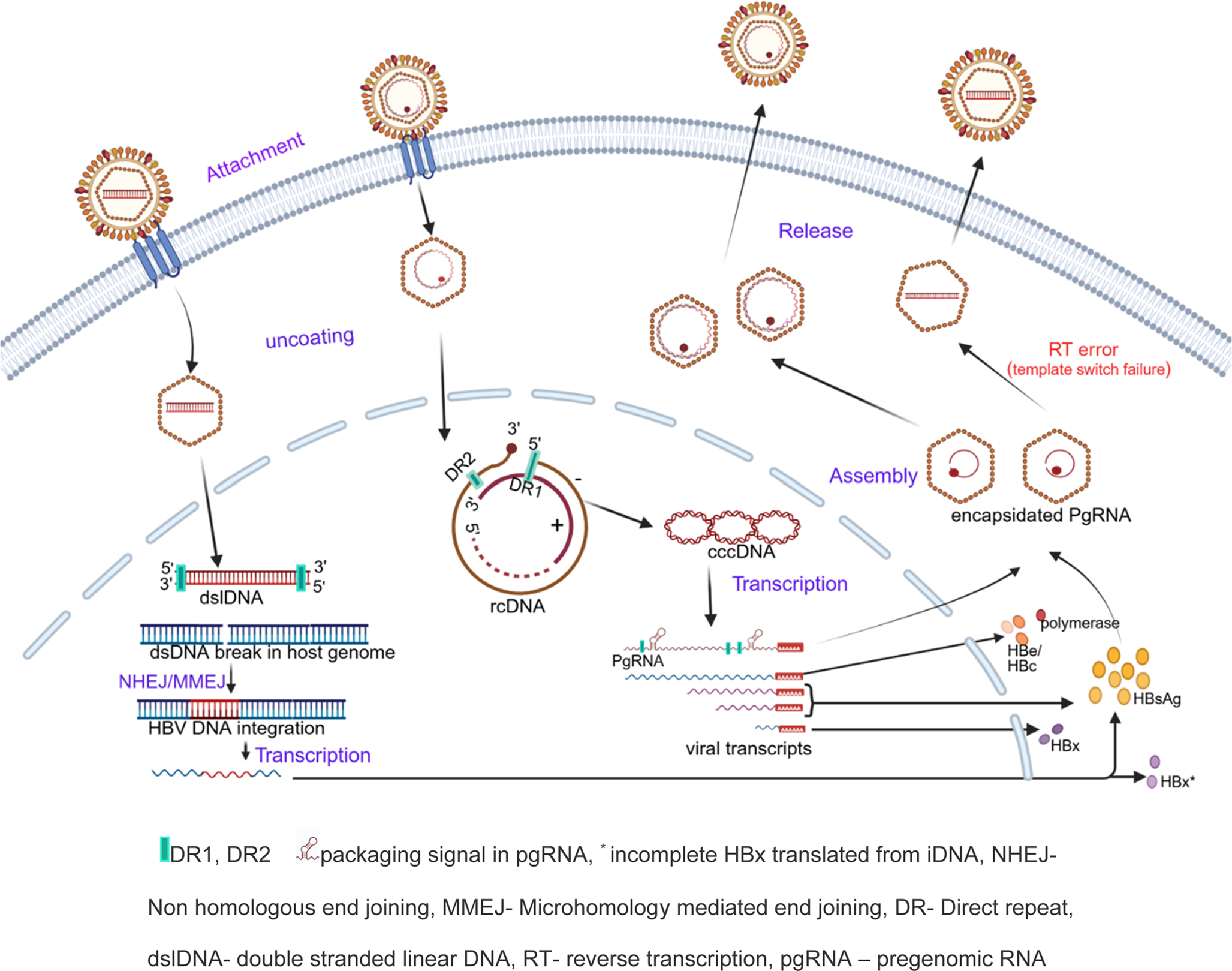 The Role of Integrated HBV DNA in the Quest for a Cure in HIV/HBV co-infection