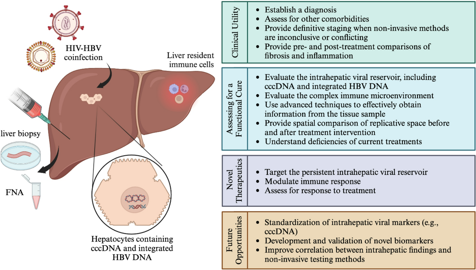The Role of Liver Biopsy and Fine Needle Aspiration in Novel HBV Therapeutics in HIV and HBV Coinfection