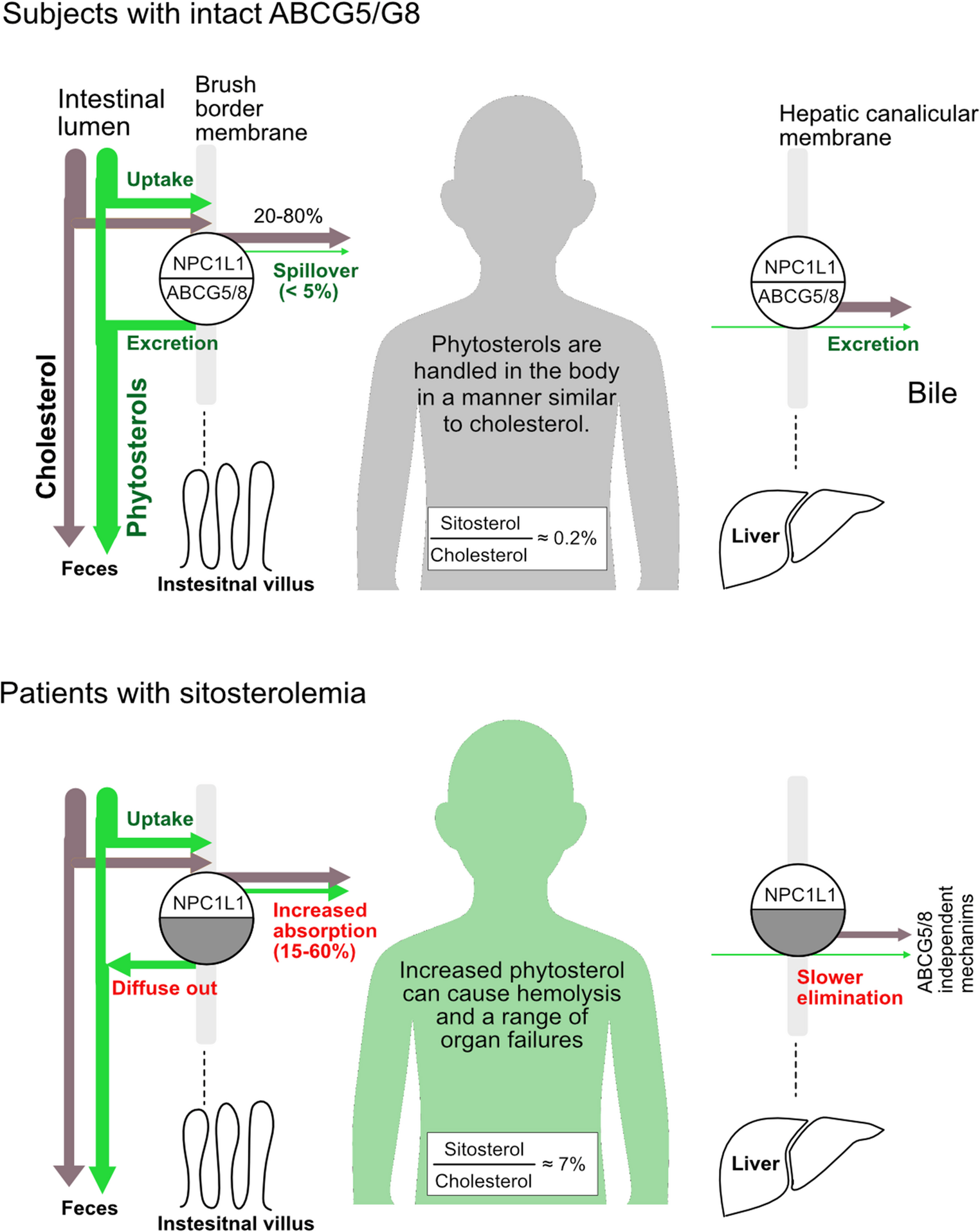 Factors Affecting Circulating Phytosterol Levels: Toward an Integrated Understanding of Atherogenicity and Atheroprotection by Dietary and Circulating Phytosterols