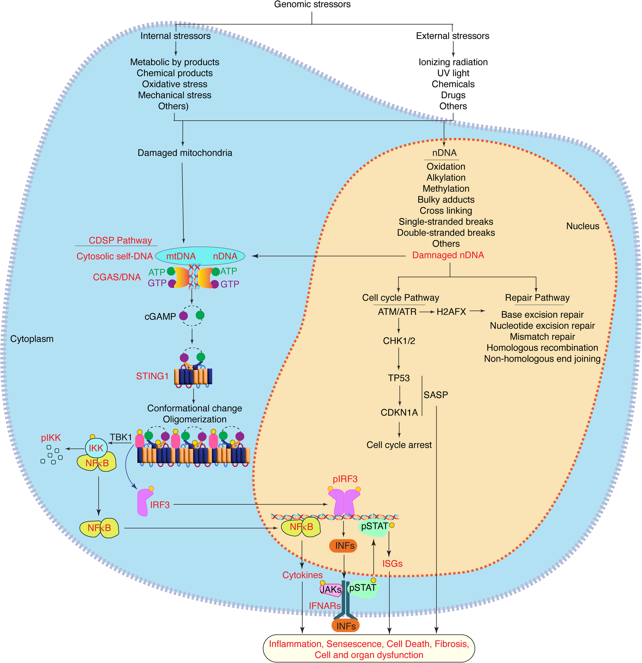 Self-DNA by Activating the CGAS-STING1 Pathway Contributes to the Pathogenesis of Atherosclerosis