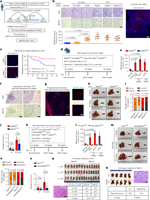 MEF2D-expressing cancer precursors reprogram tissue-resident macrophages to support liver tumorigenesis