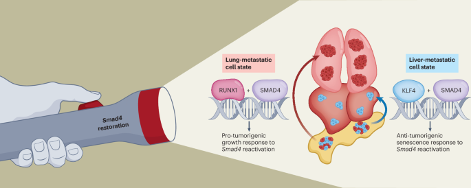 Primary tumor chromatin landscape governs metastatic organotropism