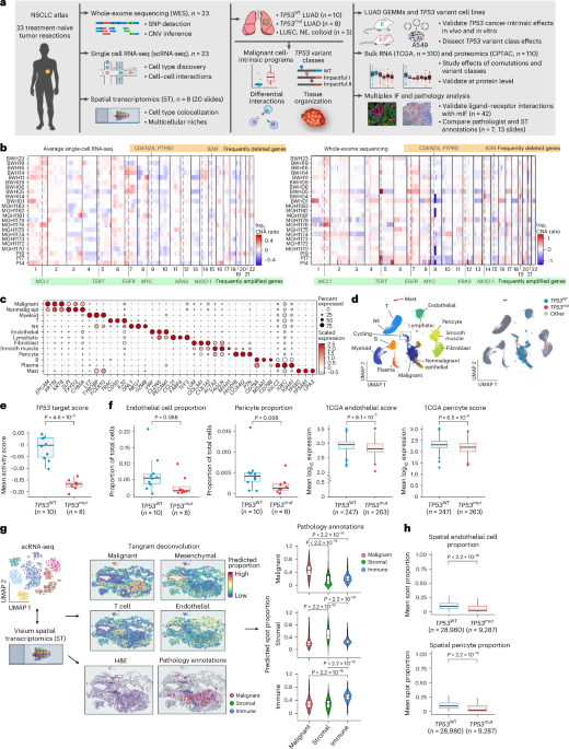 A cellular and spatial atlas of TP53-associated tissue remodeling defines a multicellular tumor ecosystem in lung adenocarcinoma