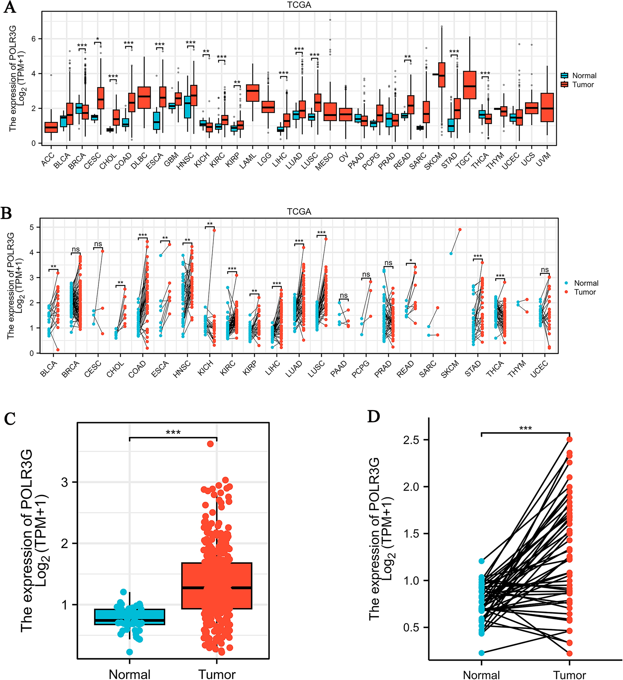 The MTORC1 signaling pathway related gene POLR3G serves as a potential prognostic biomarker in Hepatocellular Carcinoma