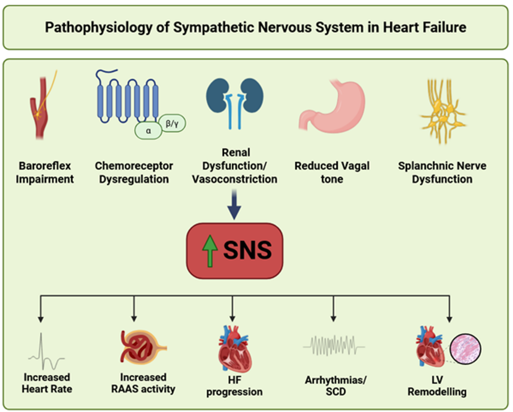 Sympathetic Nervous System in Heart Failure: Targets for Treatments