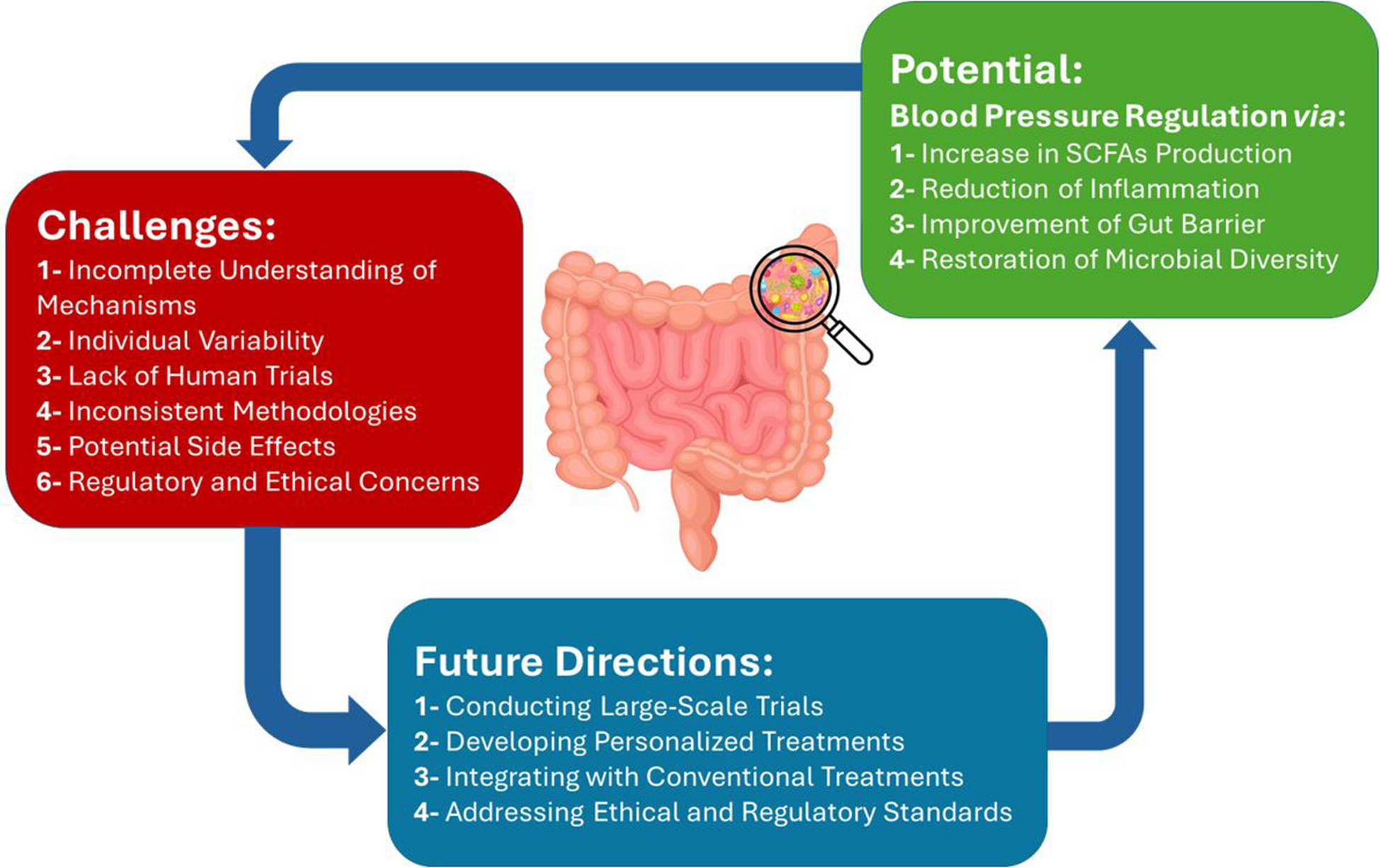 “Gut Microbiota as a Therapeutic Target for Hypertension: Challenges and Insights for Future Clinical Applications” “Gut Microbiota and Hypertension Therapy”