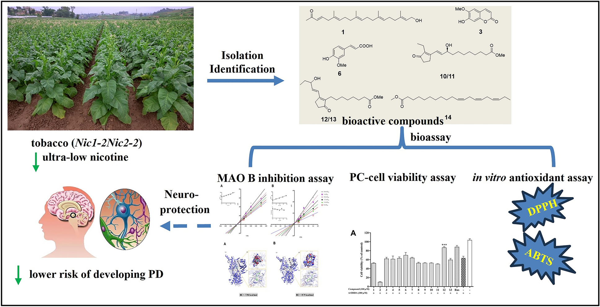 Neuroprotective effects of chemical constituents from  L. in Parkinson’s disease