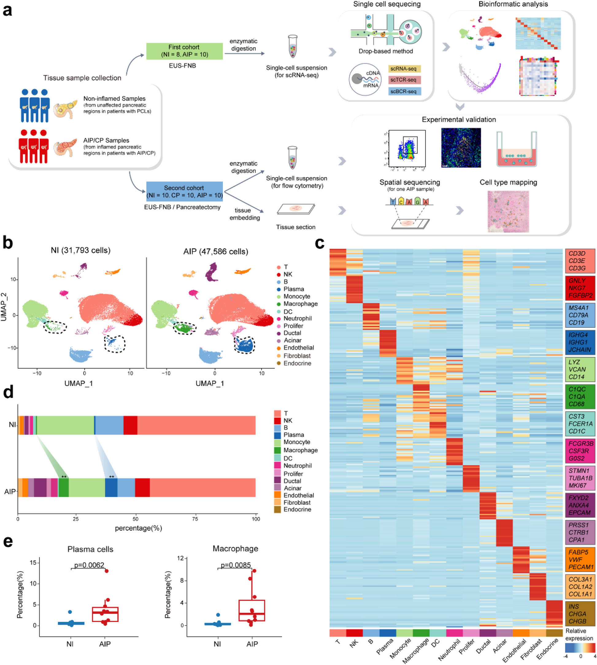 Single-cell multi-omics analysis revealed the expansion of age-associated B cells in the pancreas of type 1 autoimmune pancreatitis patients